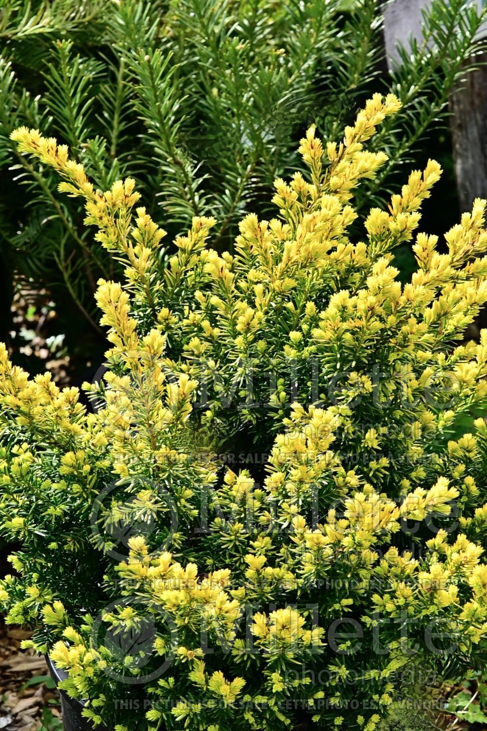 Taxus Nana Aurescens (English Yew conifer) 6
