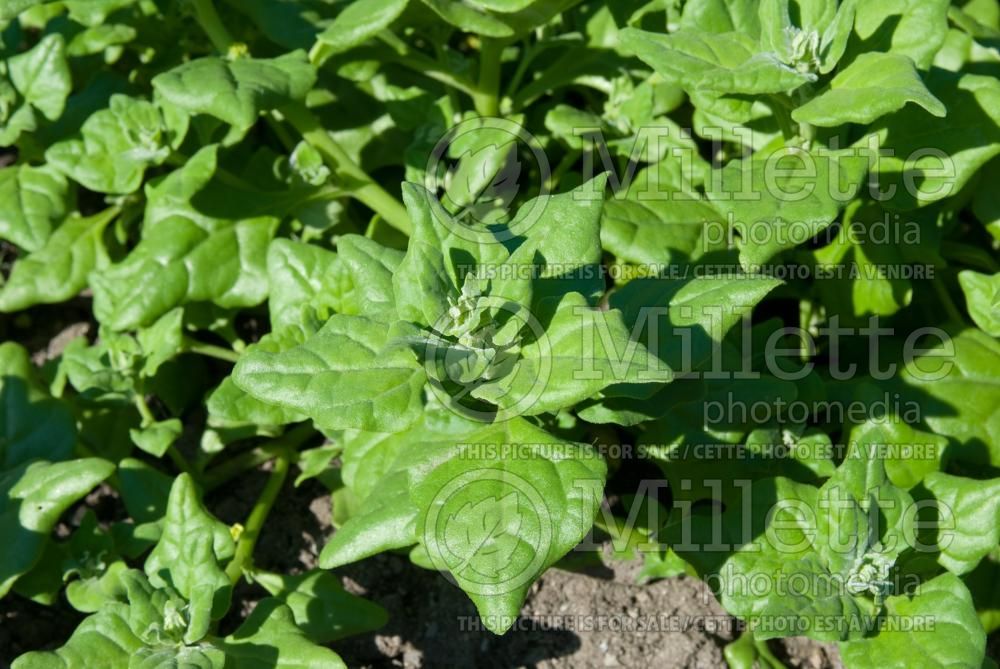 Tetragonia tetragonioides (New Zealand spinach vegetable) 1