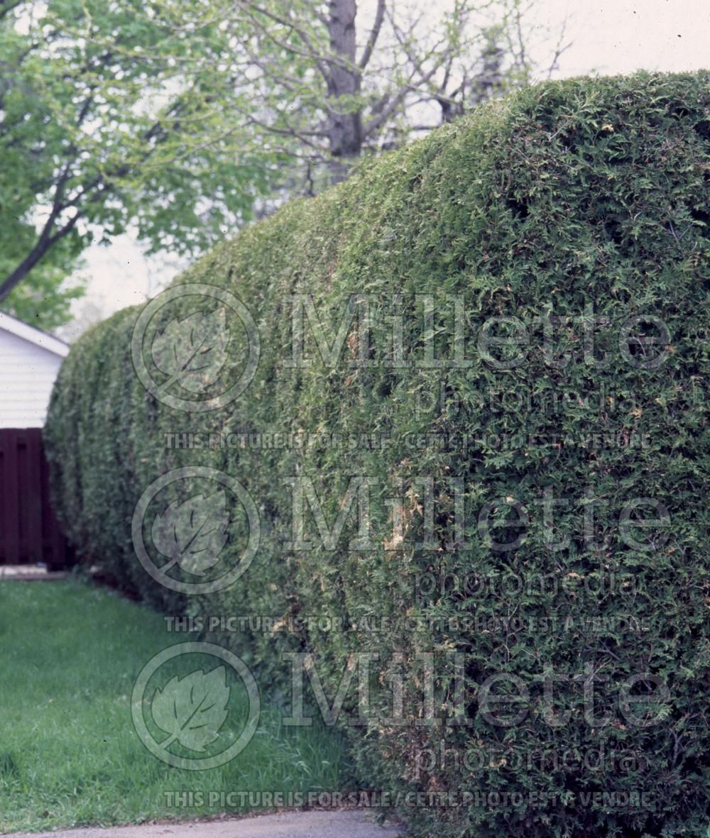 Thuja - Arborvitae hedge 8