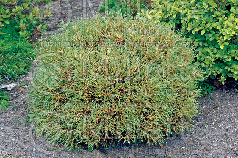 Thuja or Thuya Linesville or Mr. Bowling Ball ou Bobozam (Eastern Arborvitae conifer) 1