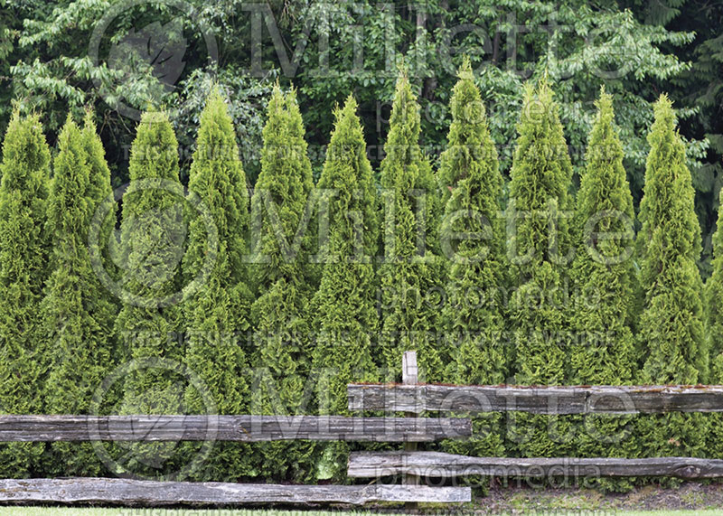 Thuja or Thuya Emerald Green or Smaragd (Eastern Arborvitae conifer) 1