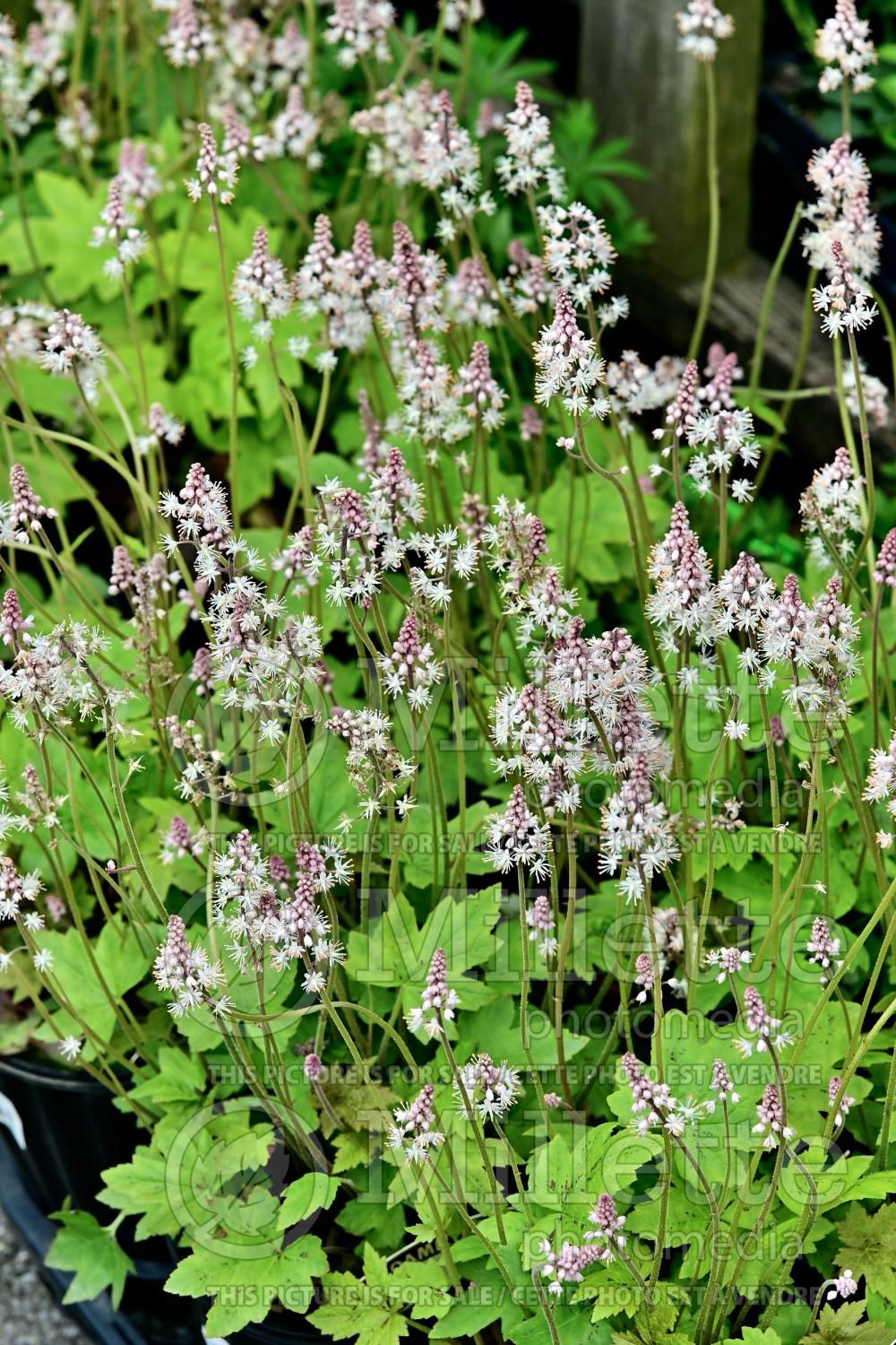 Tiarella Oakleaf (Foam flower) 1