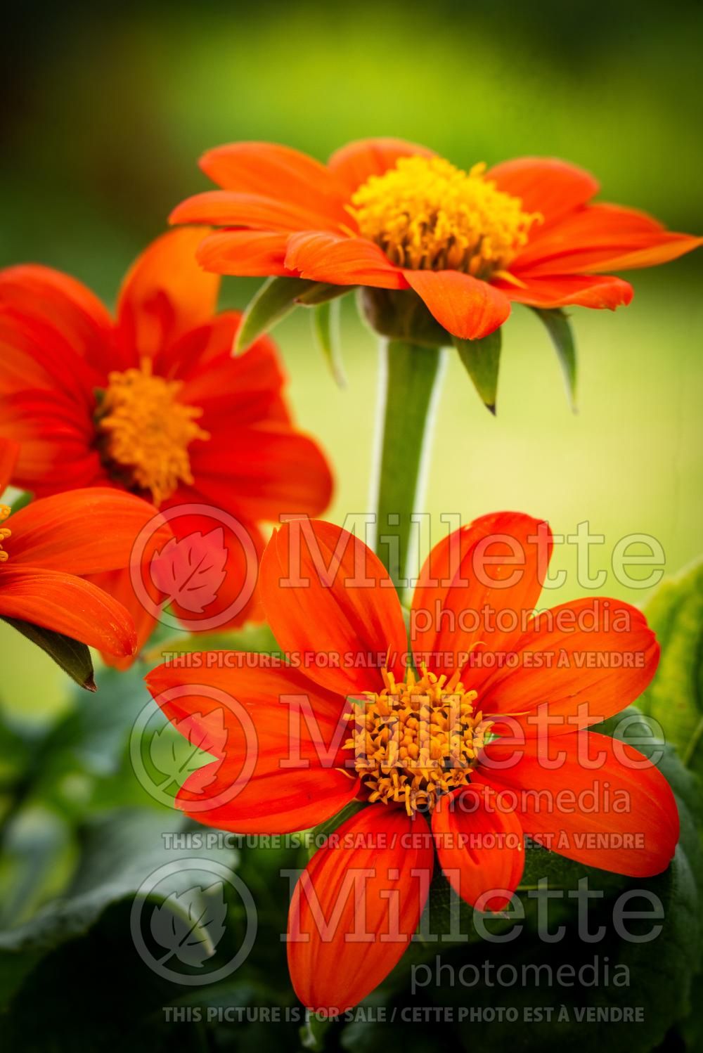 Tithonia rotundifolia (Mexican Sun) 7