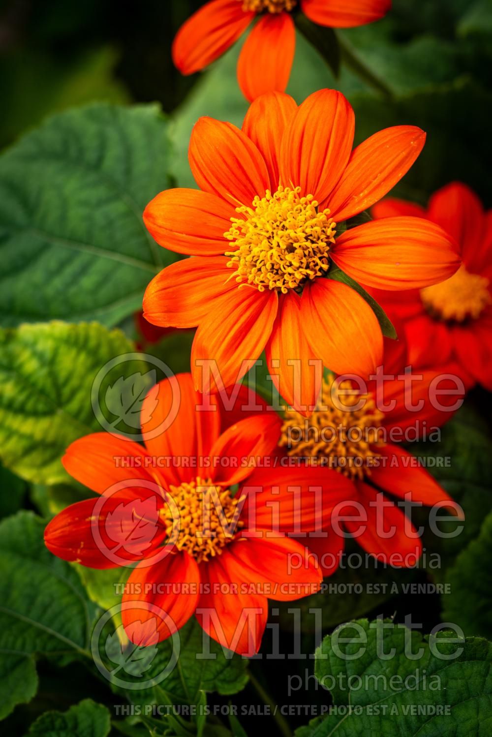 Tithonia rotundifolia (Mexican Sun) 6