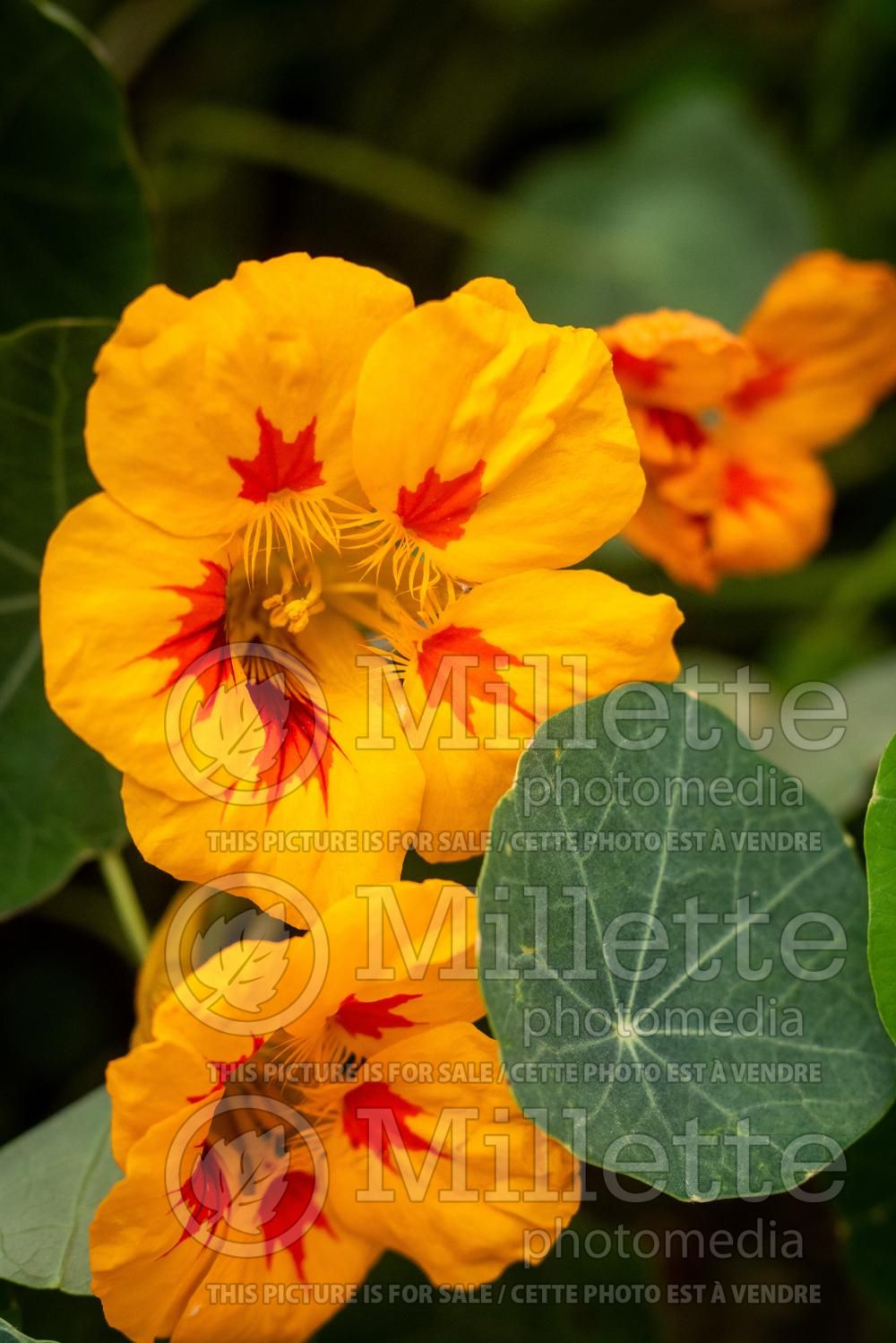 Tropaeolum Orange Blaze (Indian cress) 1