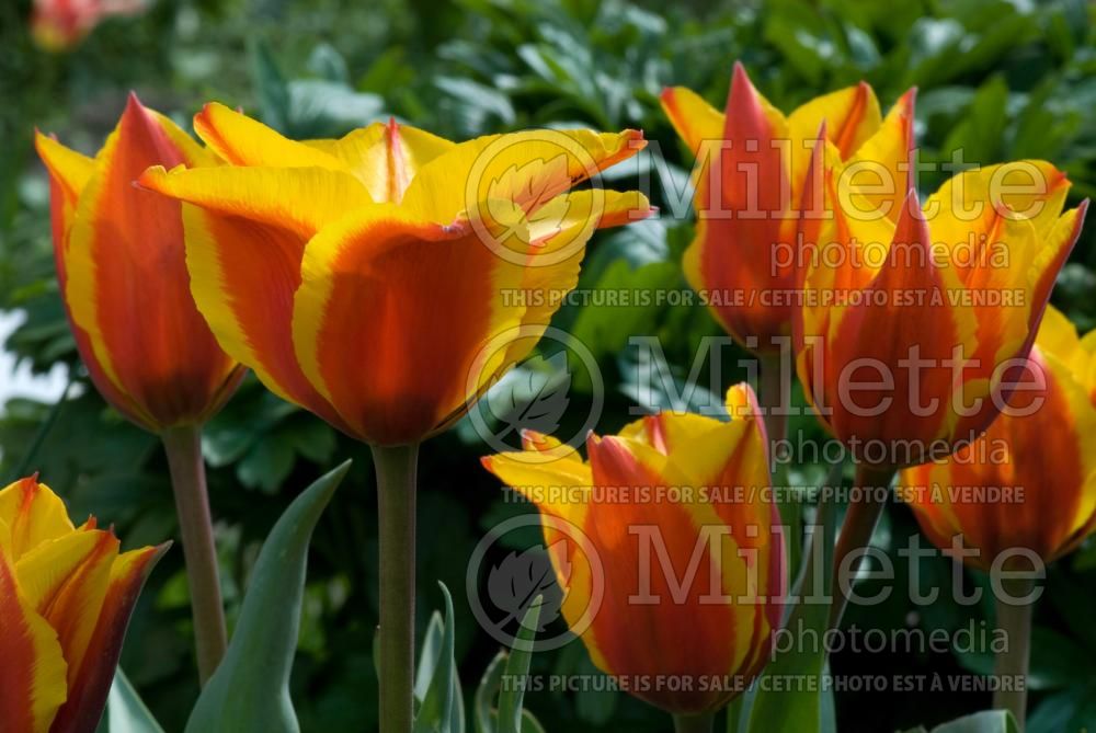 Tulipa Engadin (Greigii Tulip) 1