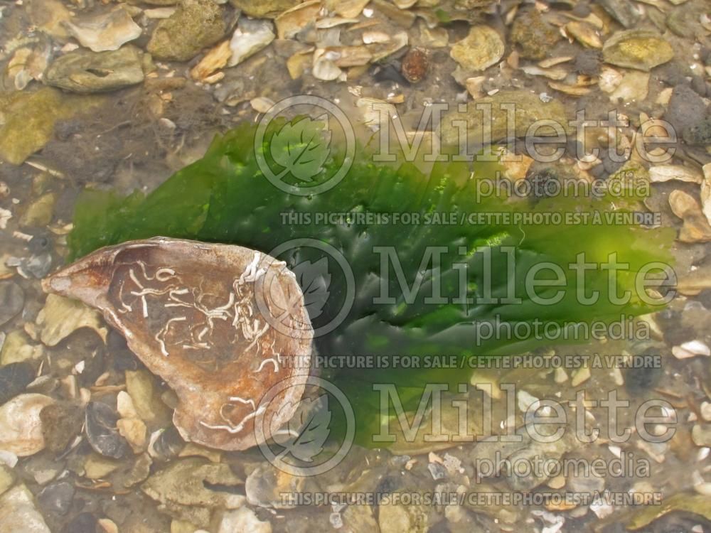 Ulva lactuca (sea lettuce) 1