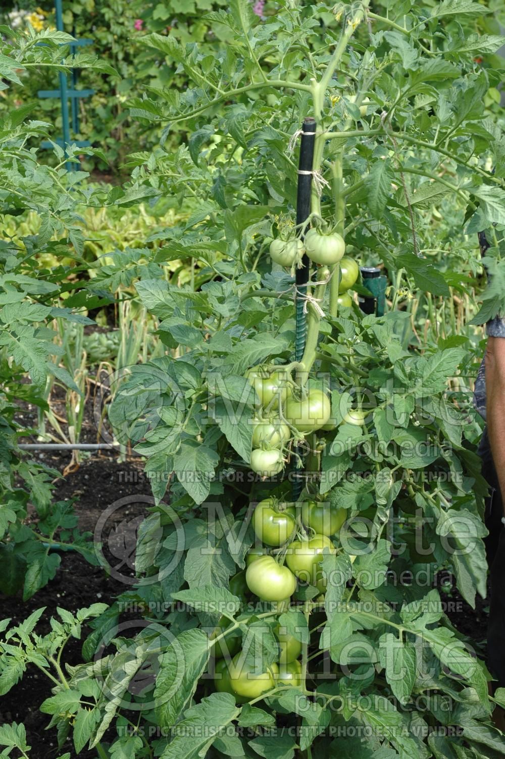 A tomato plant well tied up - garden works 1