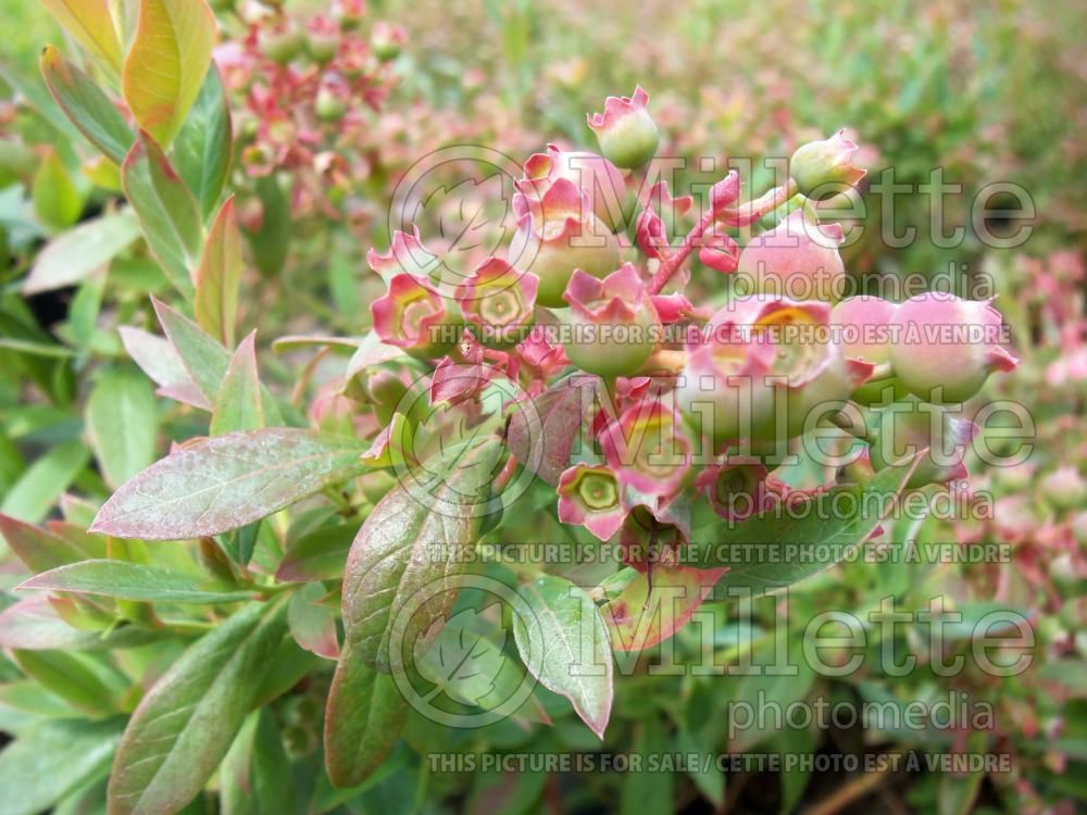 Vaccinium Sunshine Blue (highbush blueberry) 1