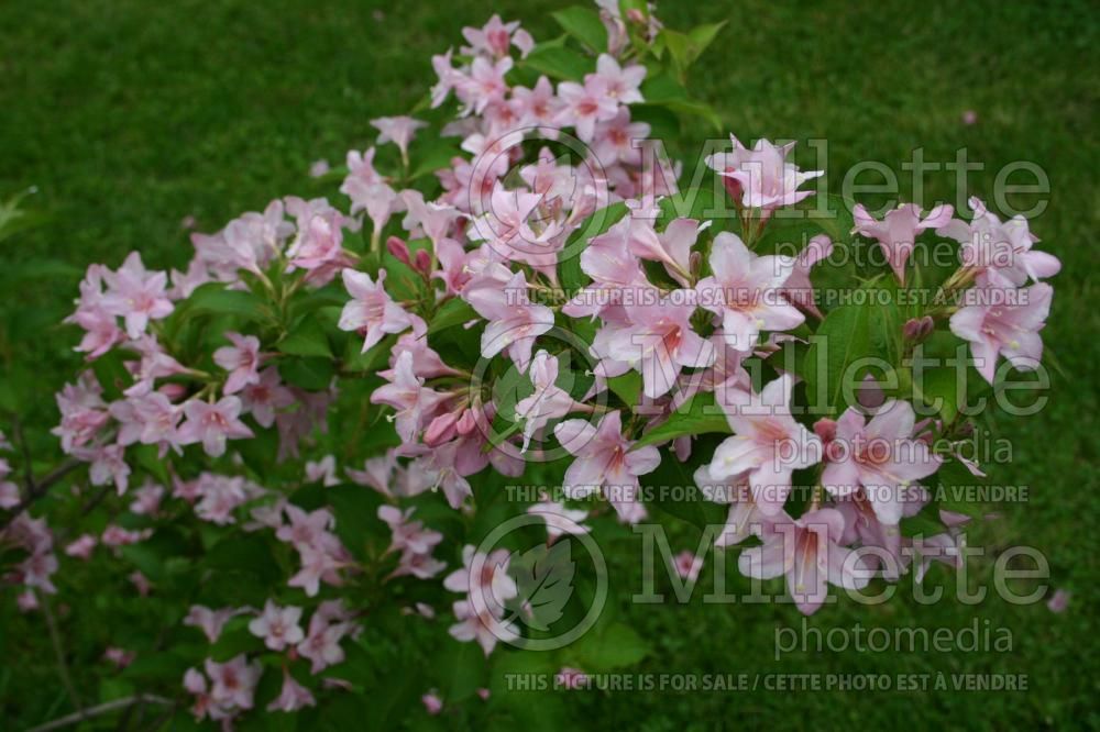 Weigela Conquête (Weigela) 1