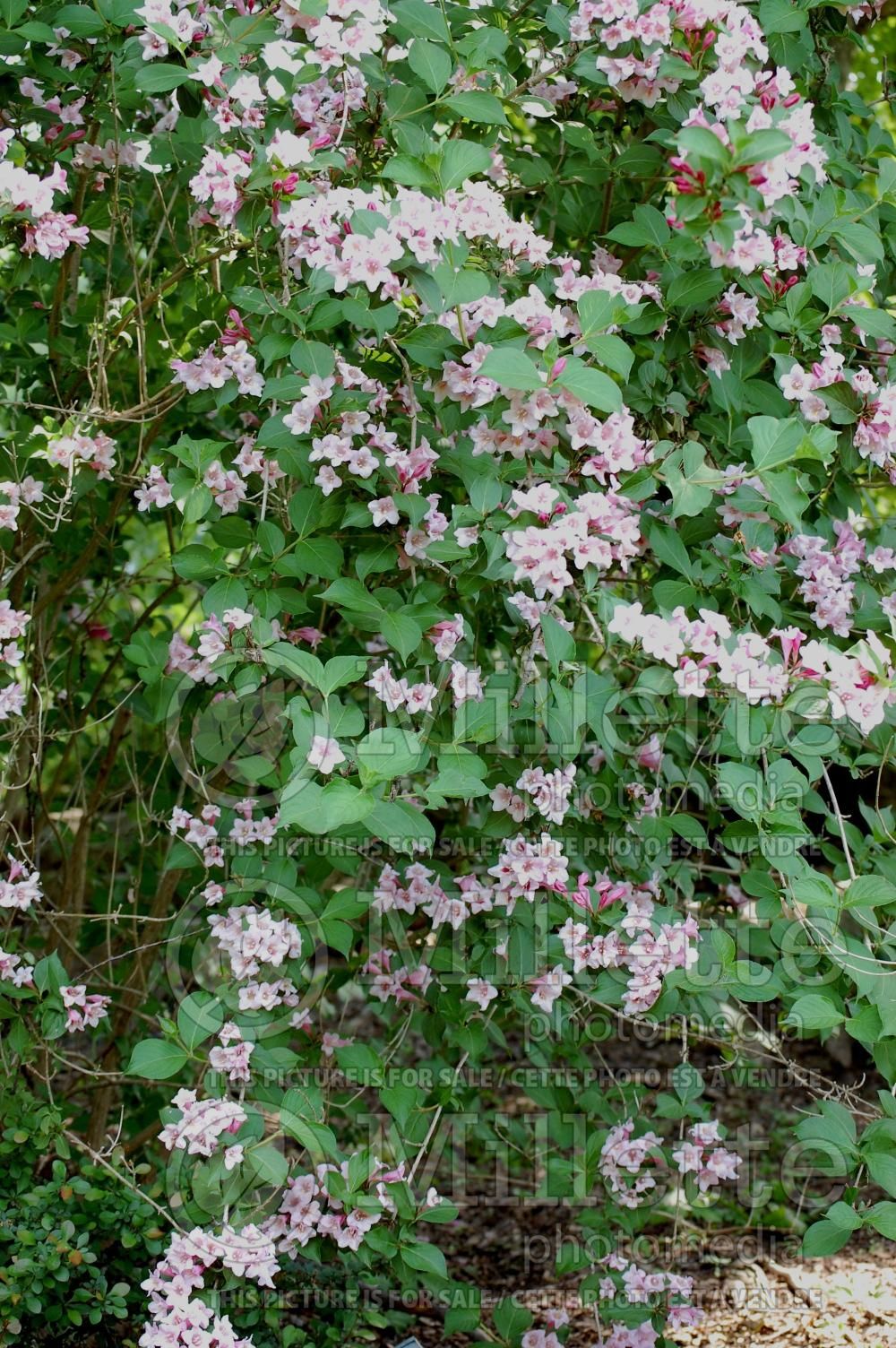 Weigela Suzanne (Weigela) 1