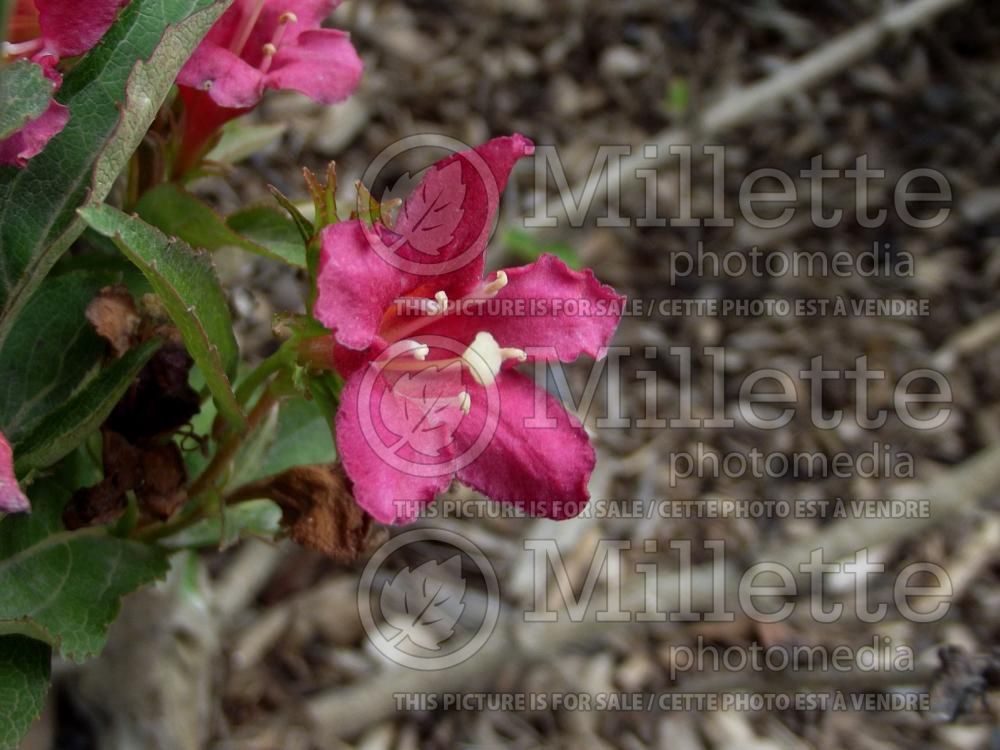 Weigela Saphyr or Saphir (Weigela) 1