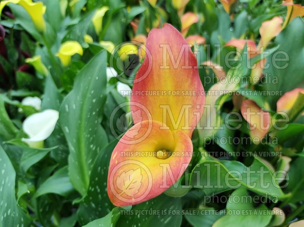Zantedeschia Cancun (Calla lily) 1