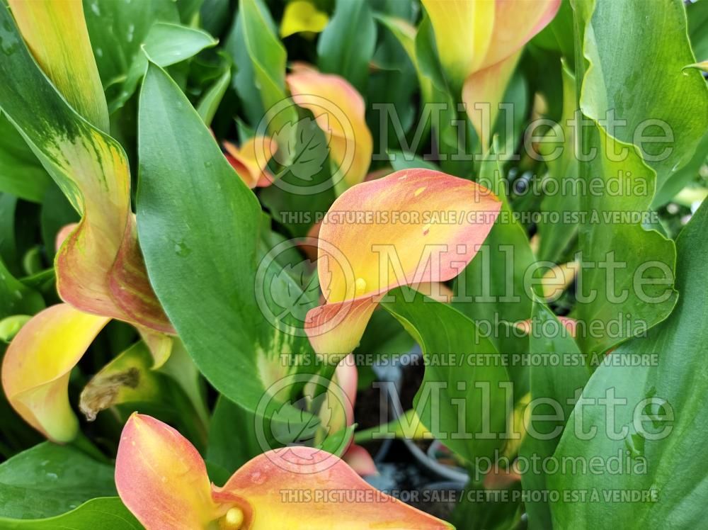 Zantedeschia Cancun (Calla lily) 2