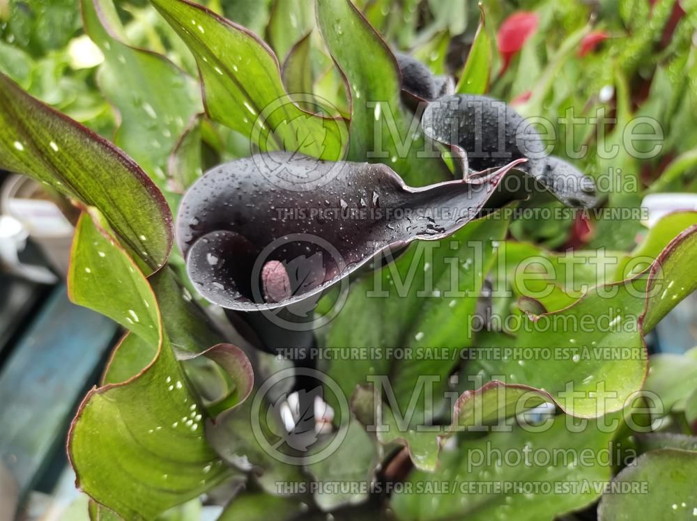 Zantedeschia Memories (Calla lily) 1