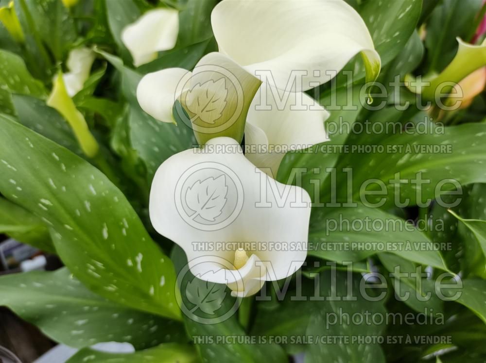 Zantedeschia White Flirt (Calla lily) 2