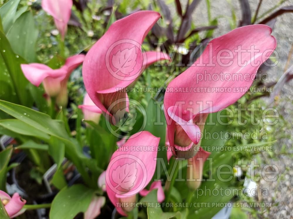 Zantedeschia Zazu (Calla lily) 2