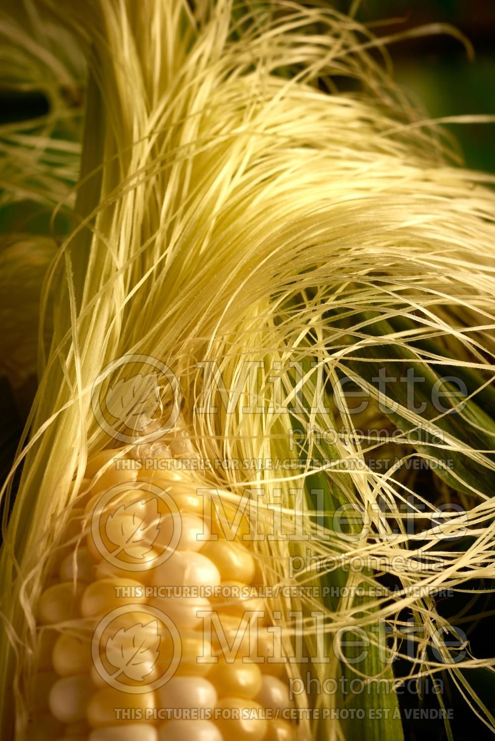 Zea mays (Indian corn or maize vegetable - mais) 12