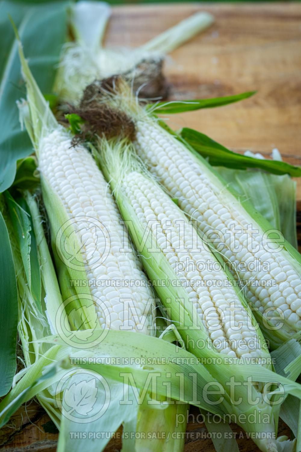 Zea Silver Queen (Indian sweet corn or maize) 1