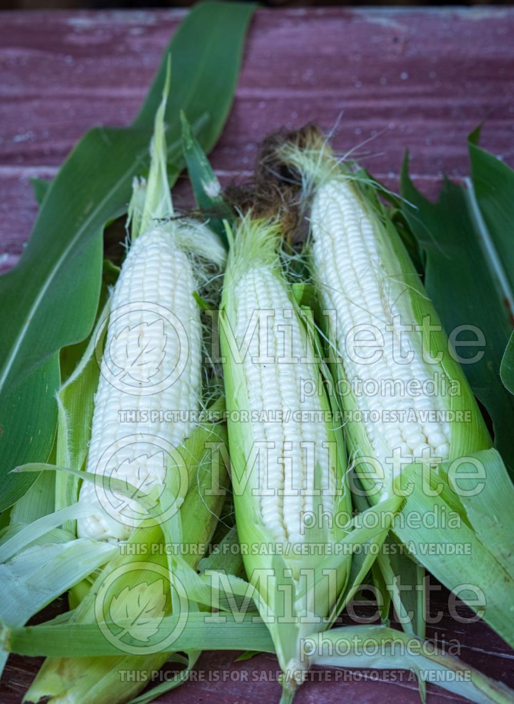 Zea Silver Queen (Indian sweet corn or maize) 2
