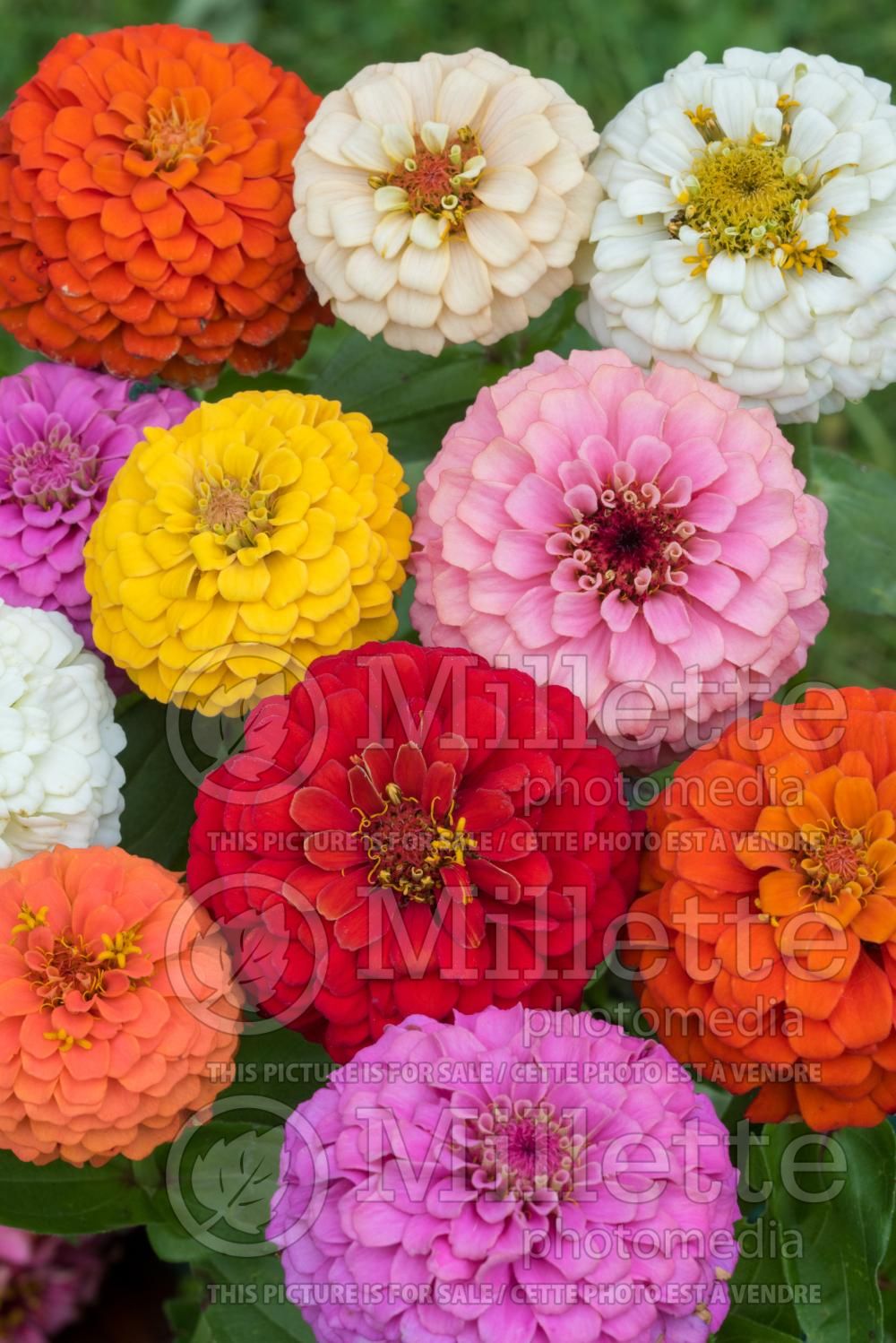 Zinnia Cut and Come Again Mix (Zinnia) 1
