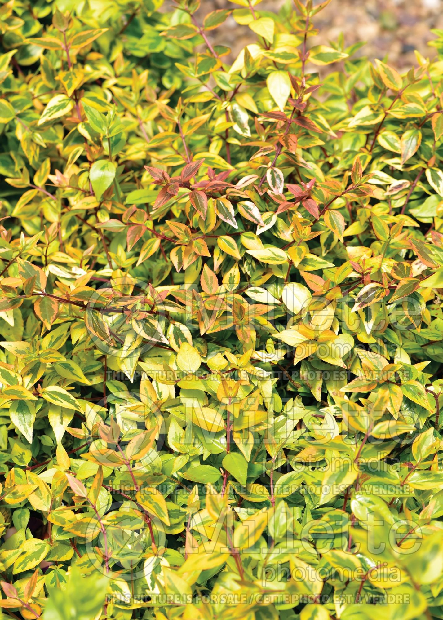 Abelia Kaleidoscope (Glossy Abelia) 11