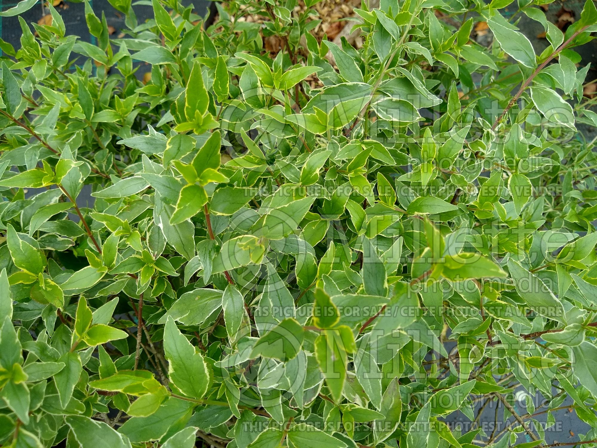Abelia Lucky Lots (Abelia) 1