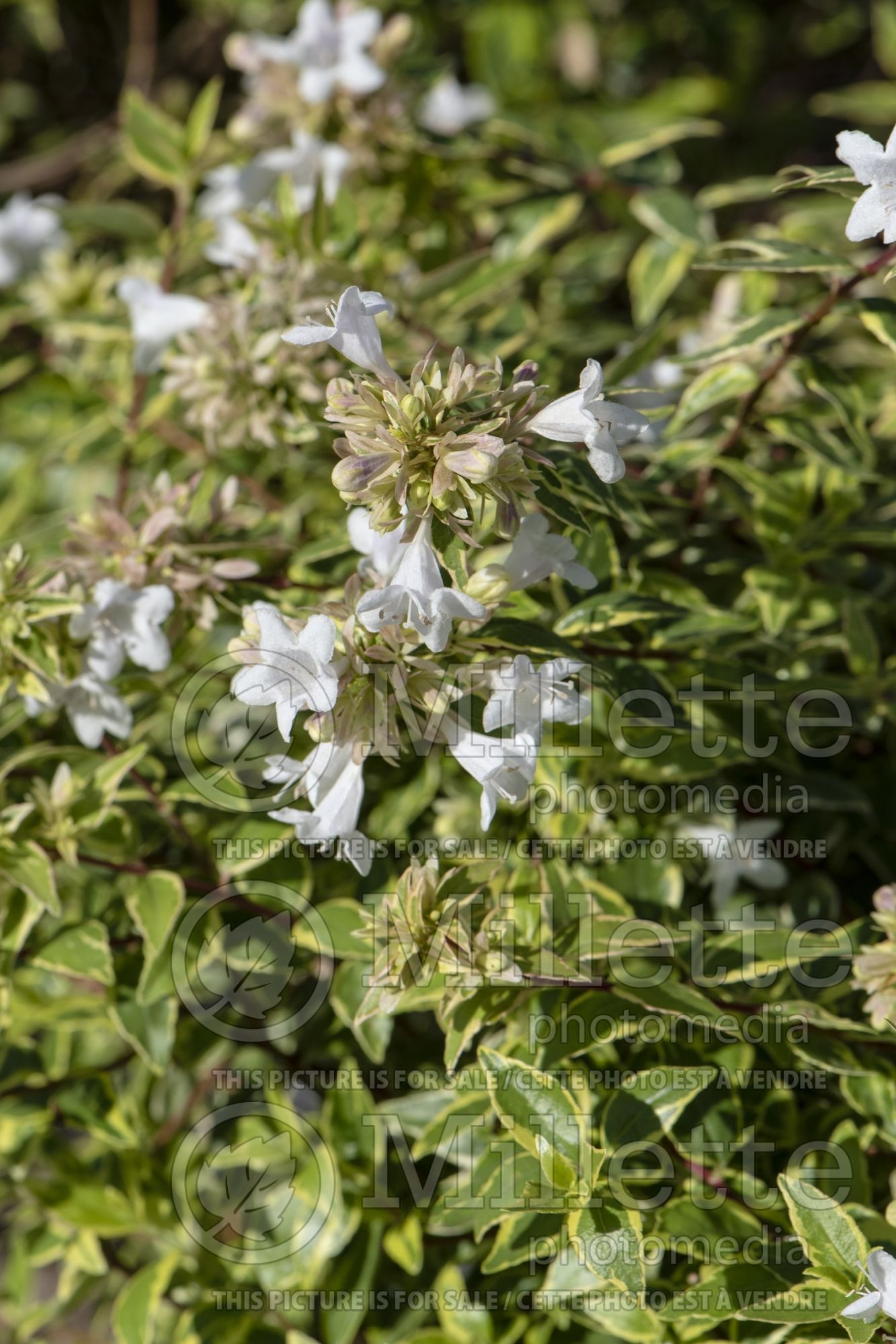 Abelia Radiance (Abelia) 2