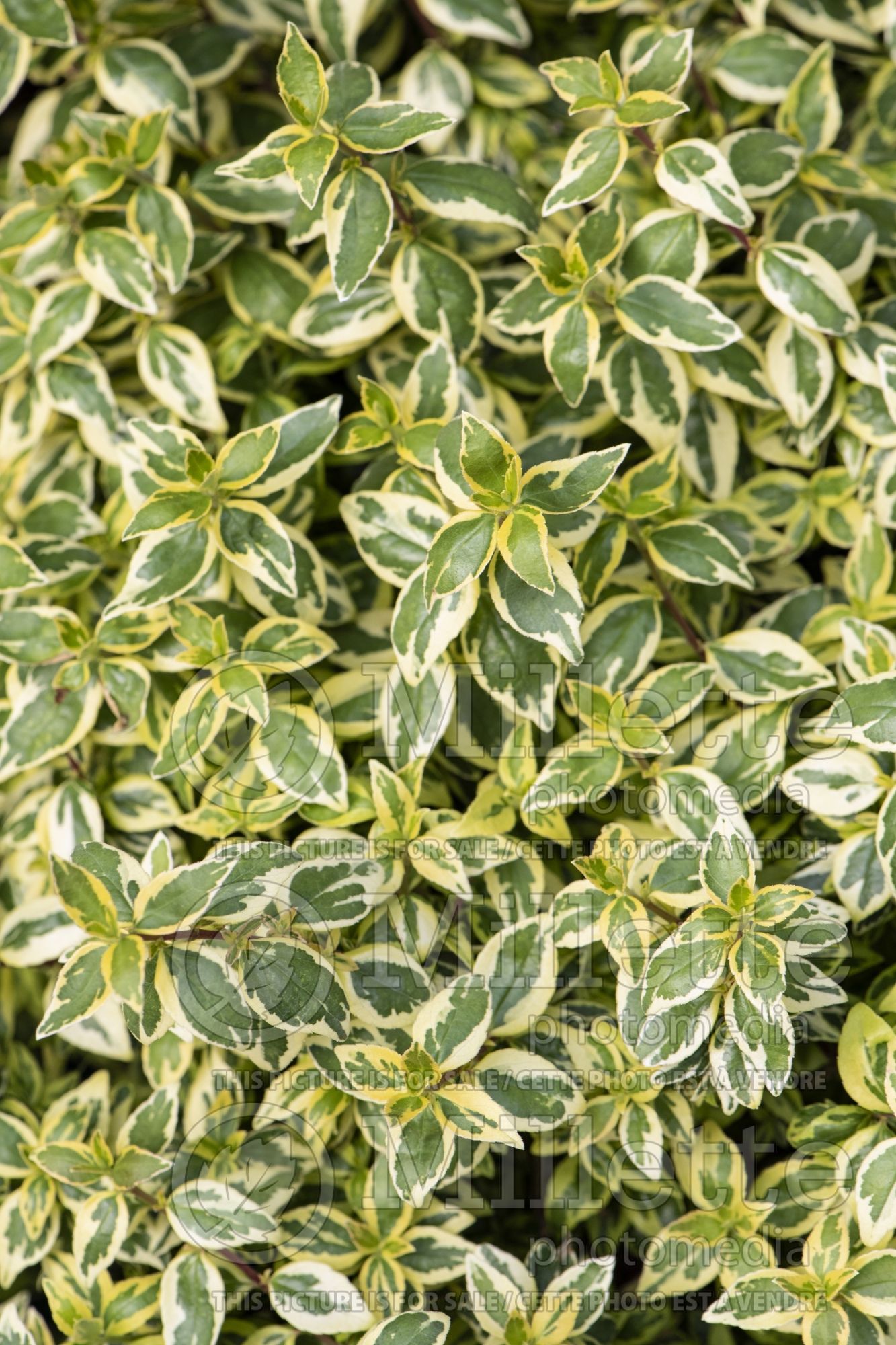 Abelia Radiance (Abelia) 1