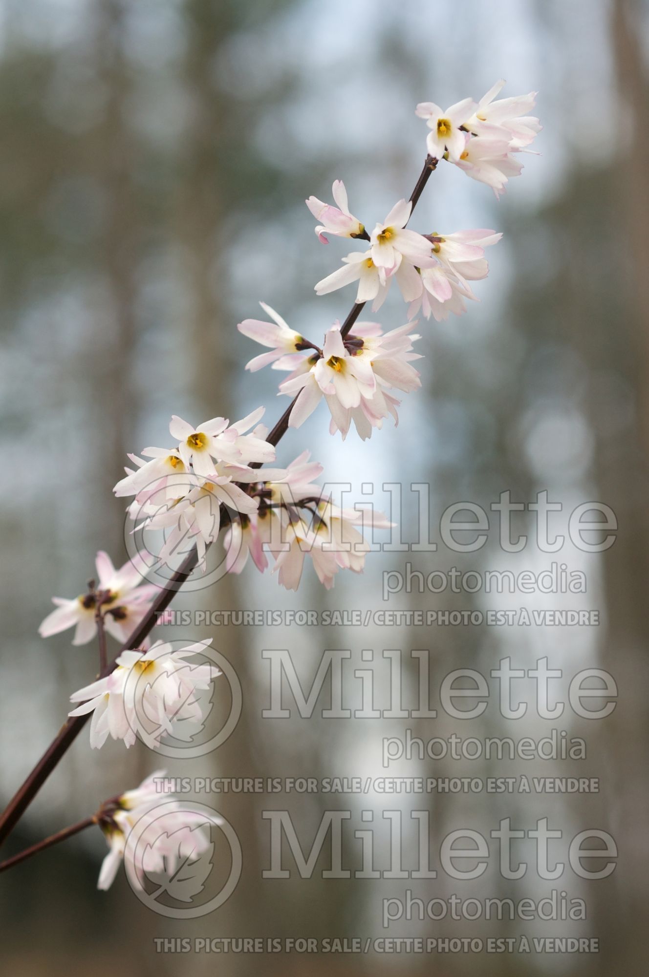 Abeliophyllum Roseum (white forsythia) 2