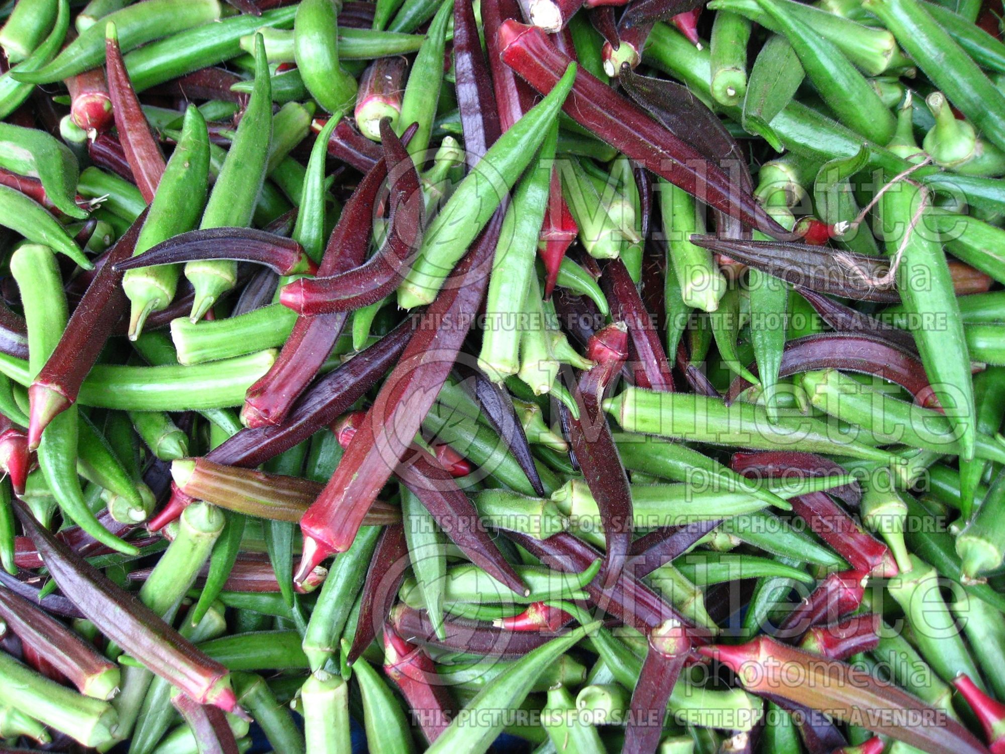 Abelmoschus esculentus (Okra aka okro aka gumbo vegetable) 6