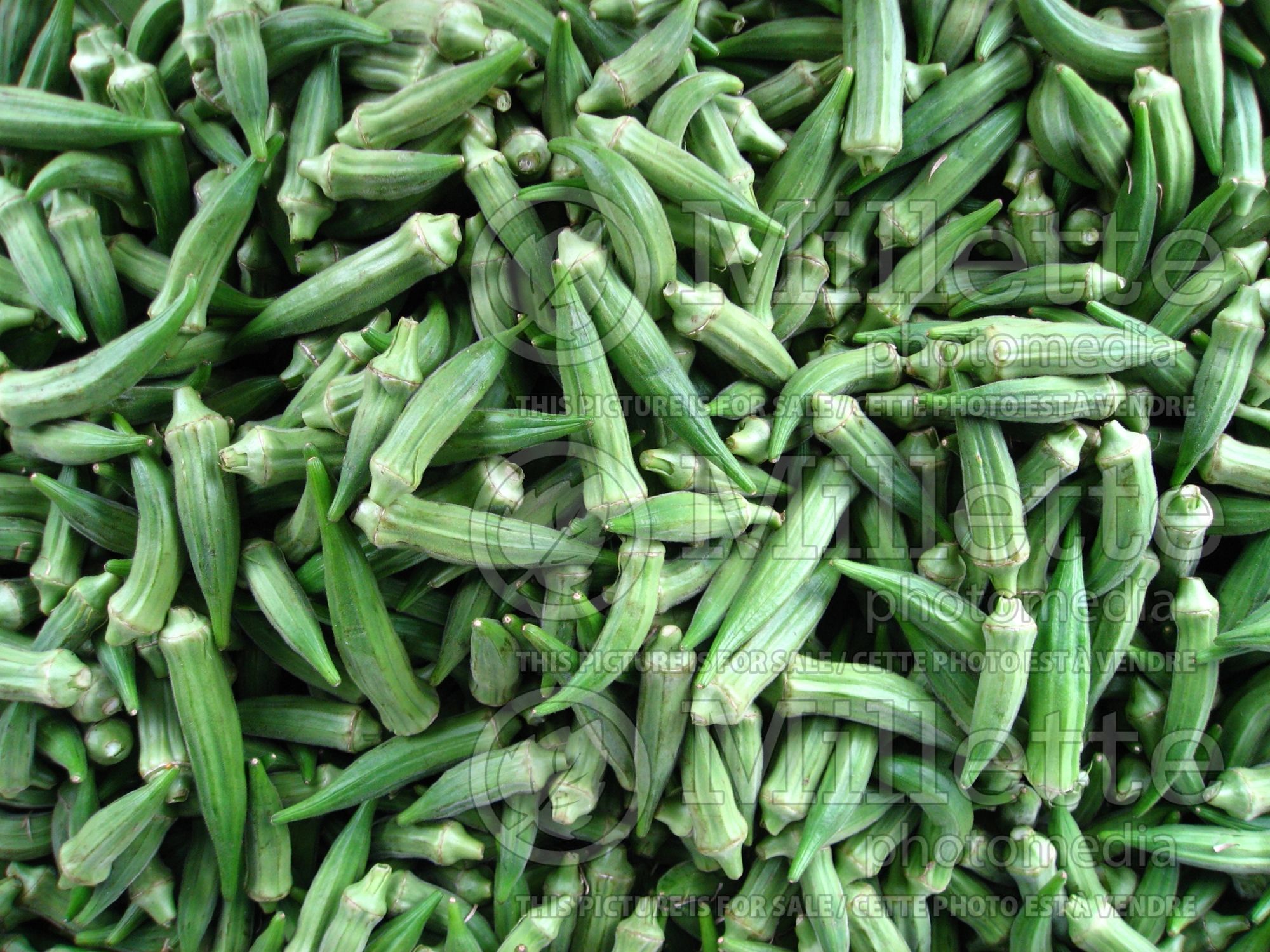 Abelmoschus esculentus (Okra aka okro aka gumbo vegetable) 7