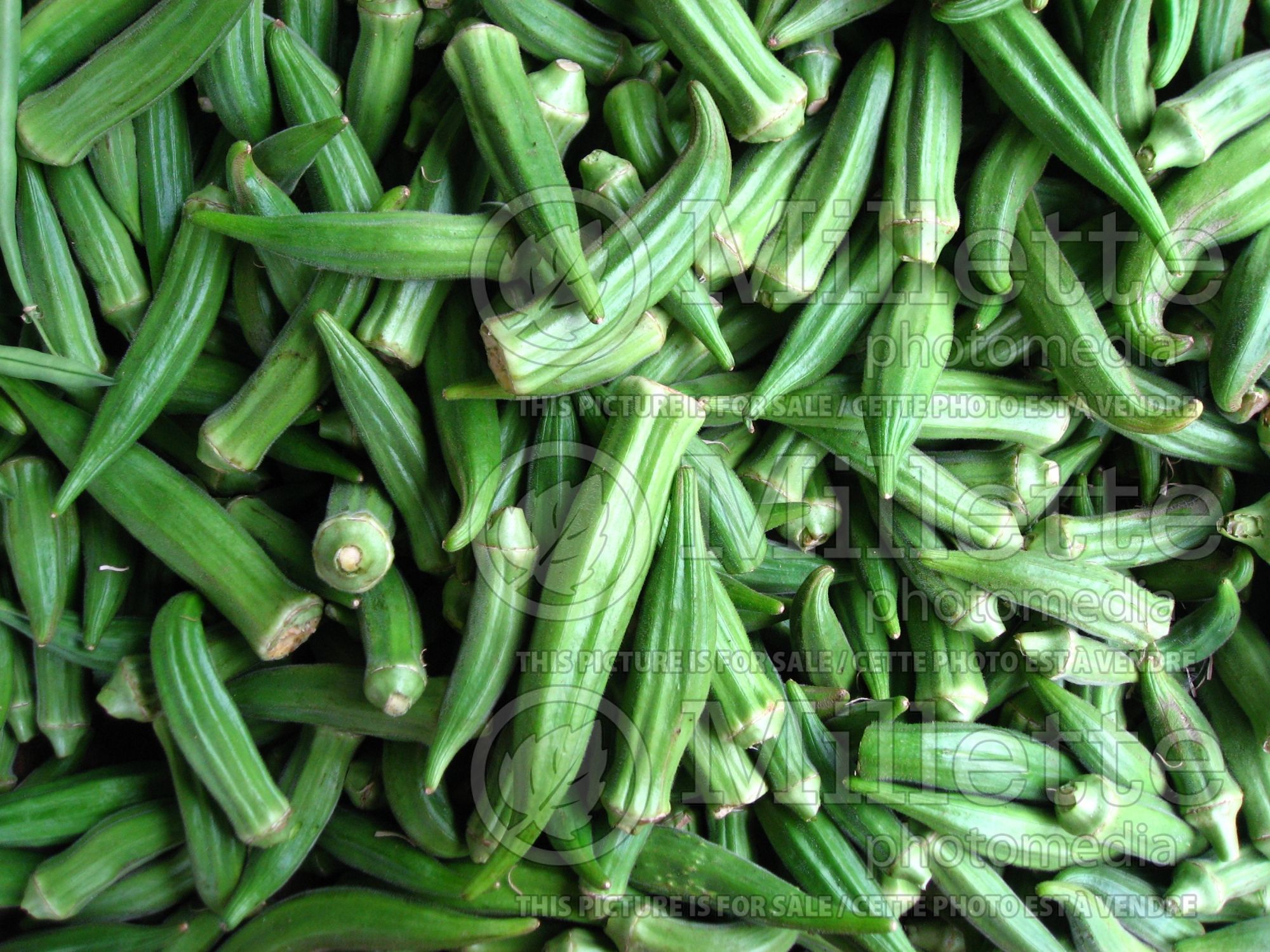 Abelmoschus esculentus (Okra aka okro aka gumbo vegetable) 5