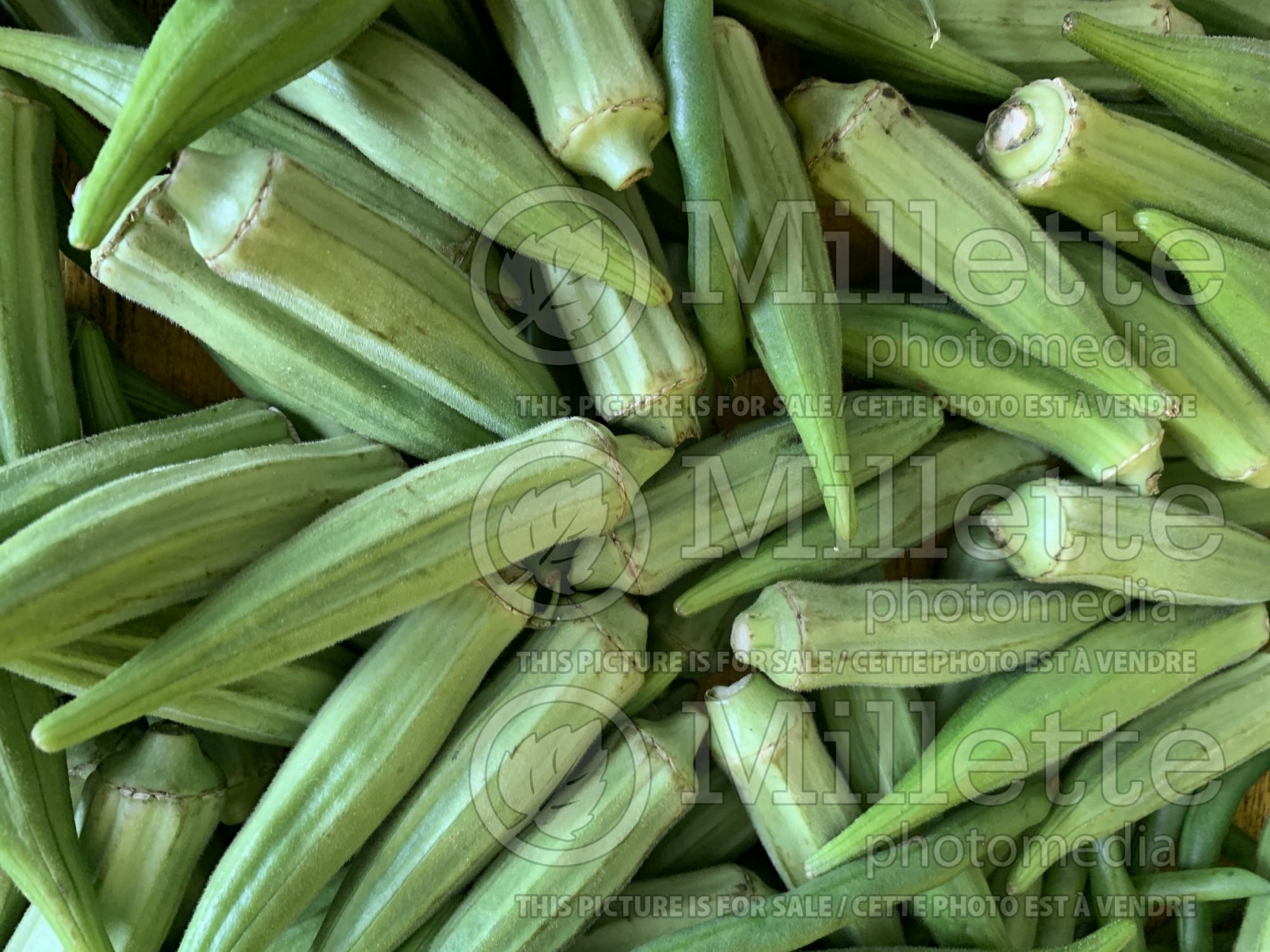 Abelmoschus esculentus (Okra aka okro aka gumbo vegetable) 2