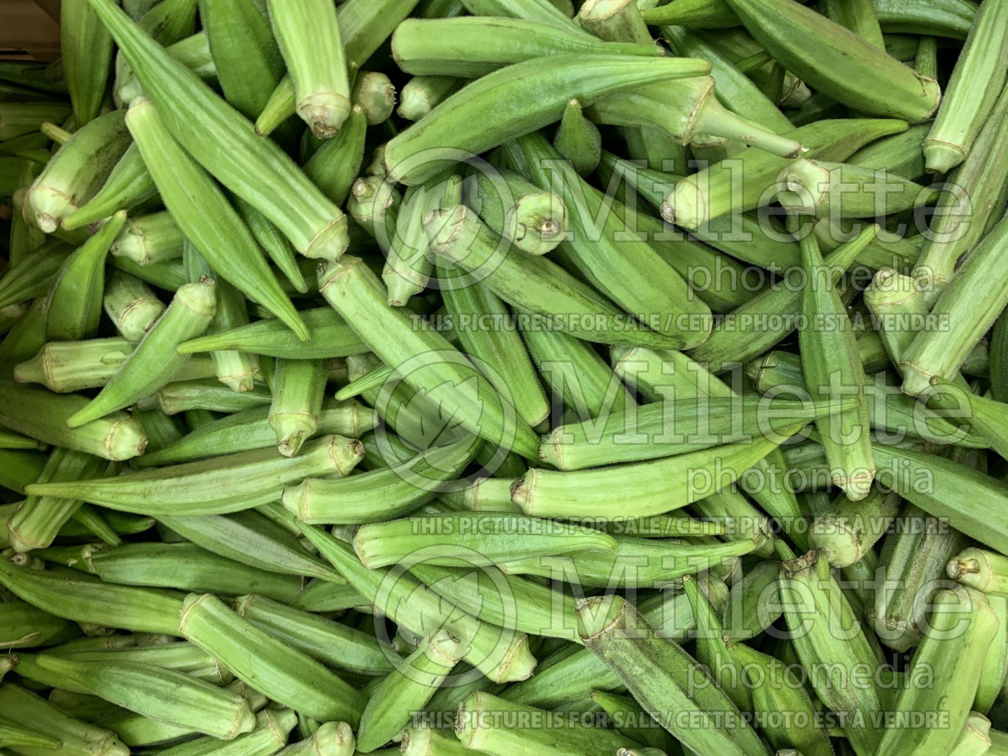 Abelmoschus esculentus (Okra aka okro aka gumbo vegetable) 3