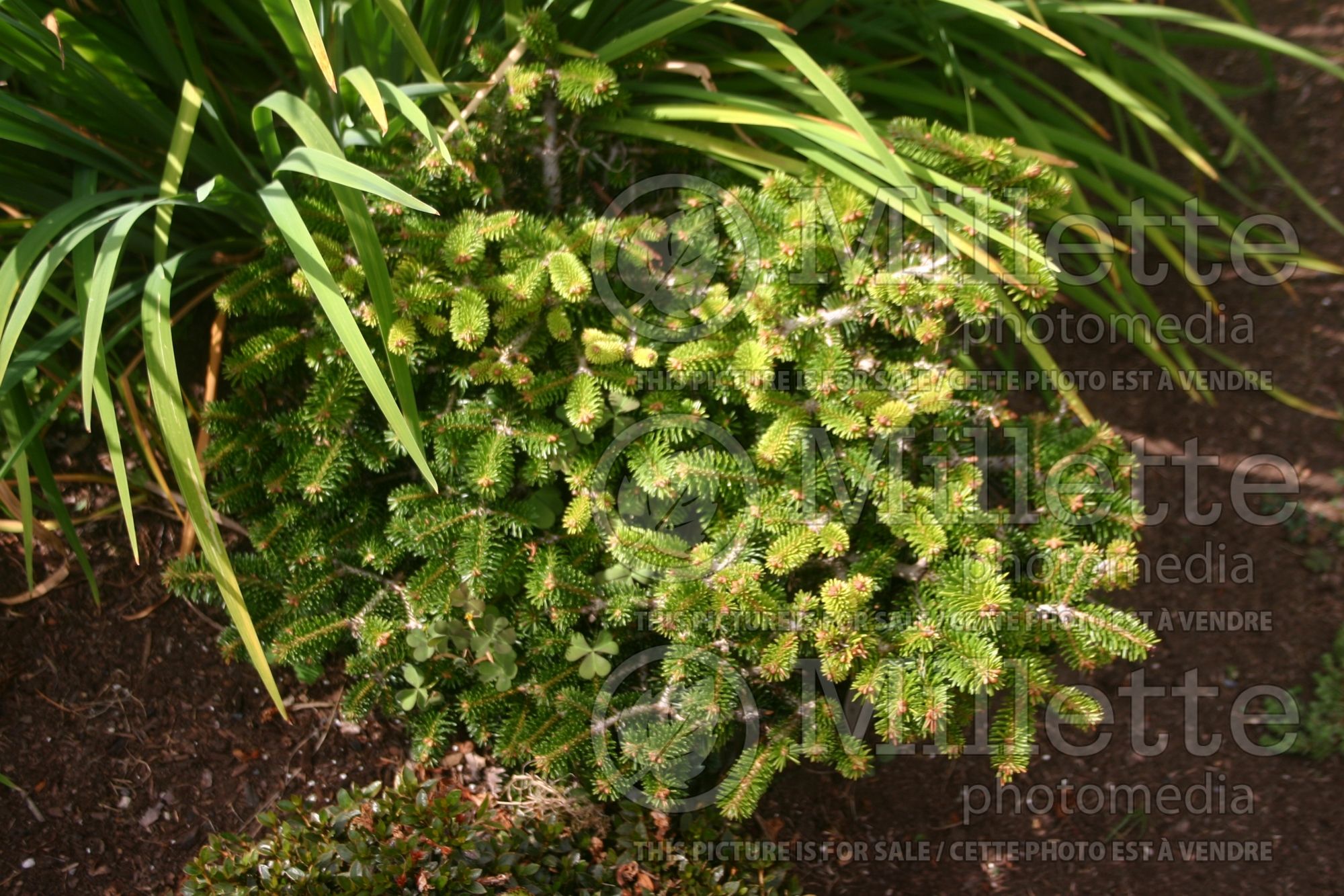 Abies Barney aka Franke (Korean fir conifer - sapin) 1