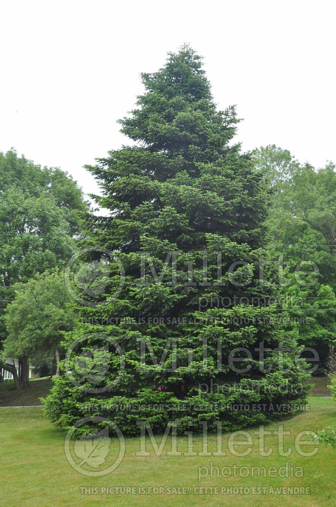 Abies concolor (White Fir conifer) 7