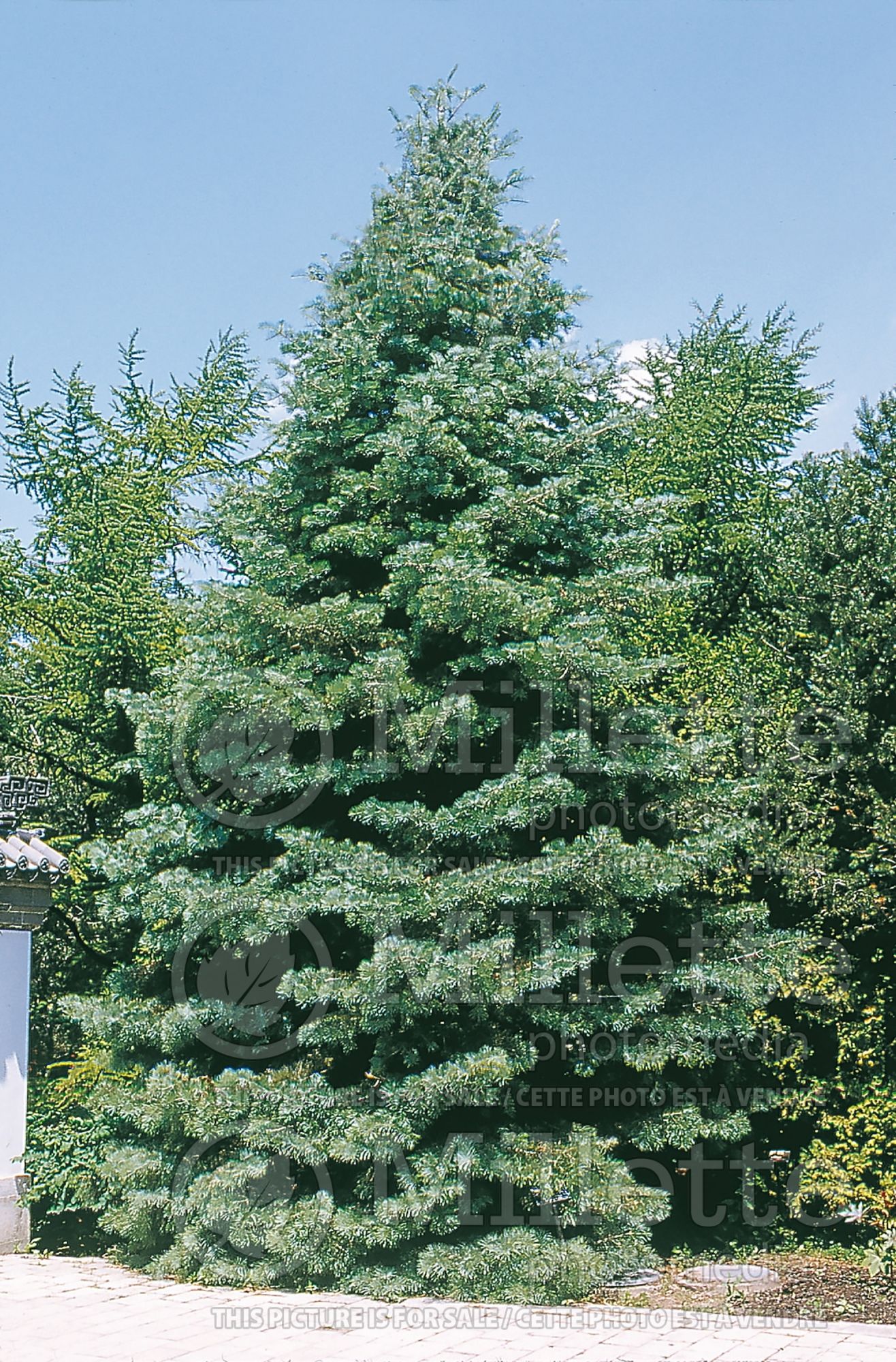 Abies concolor (White Fir conifer) 8