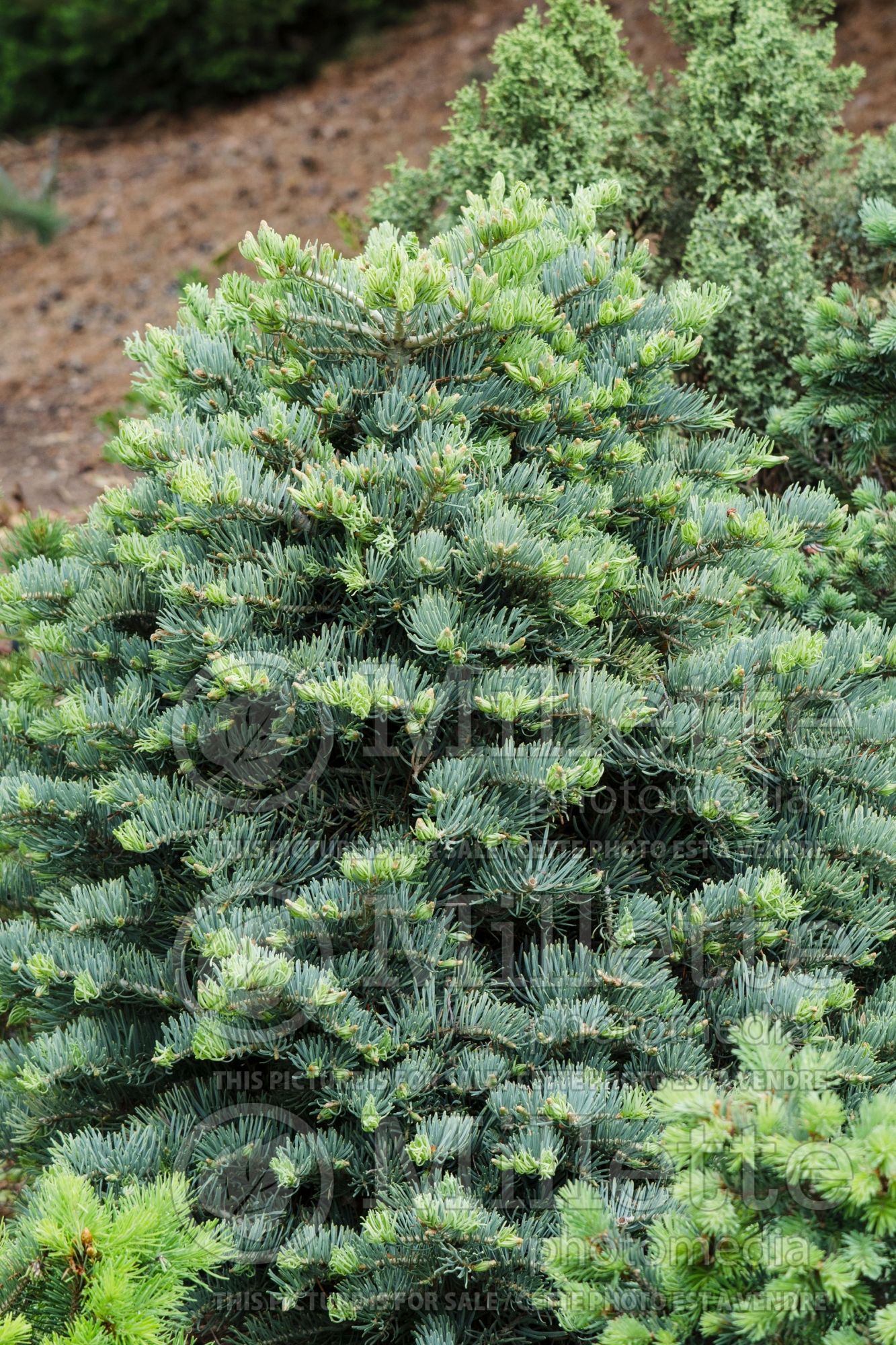 Abies Charming Chub (White Fir conifer) 1