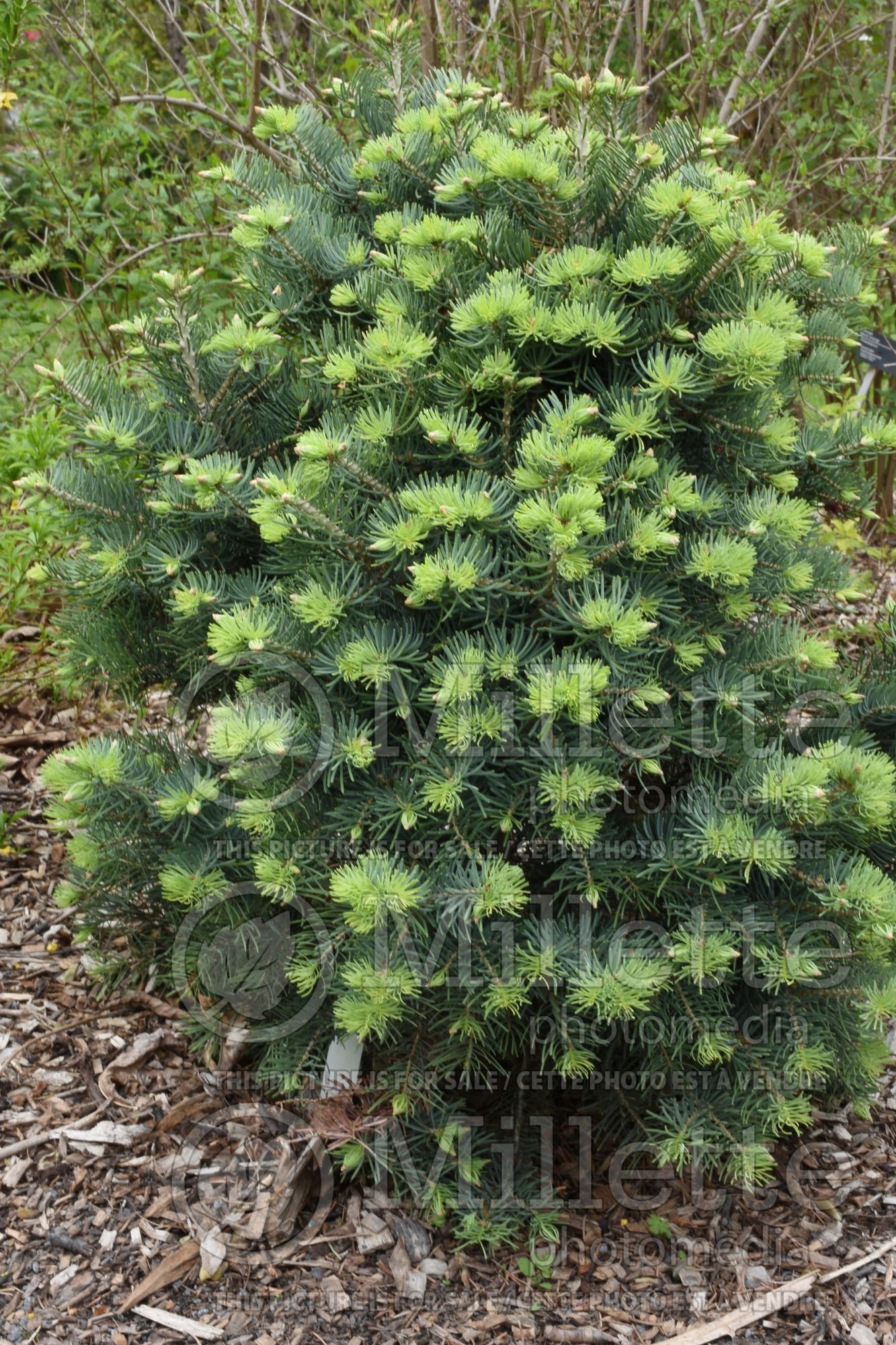 Abies Compacta (White Fir conifer - sapin) 6