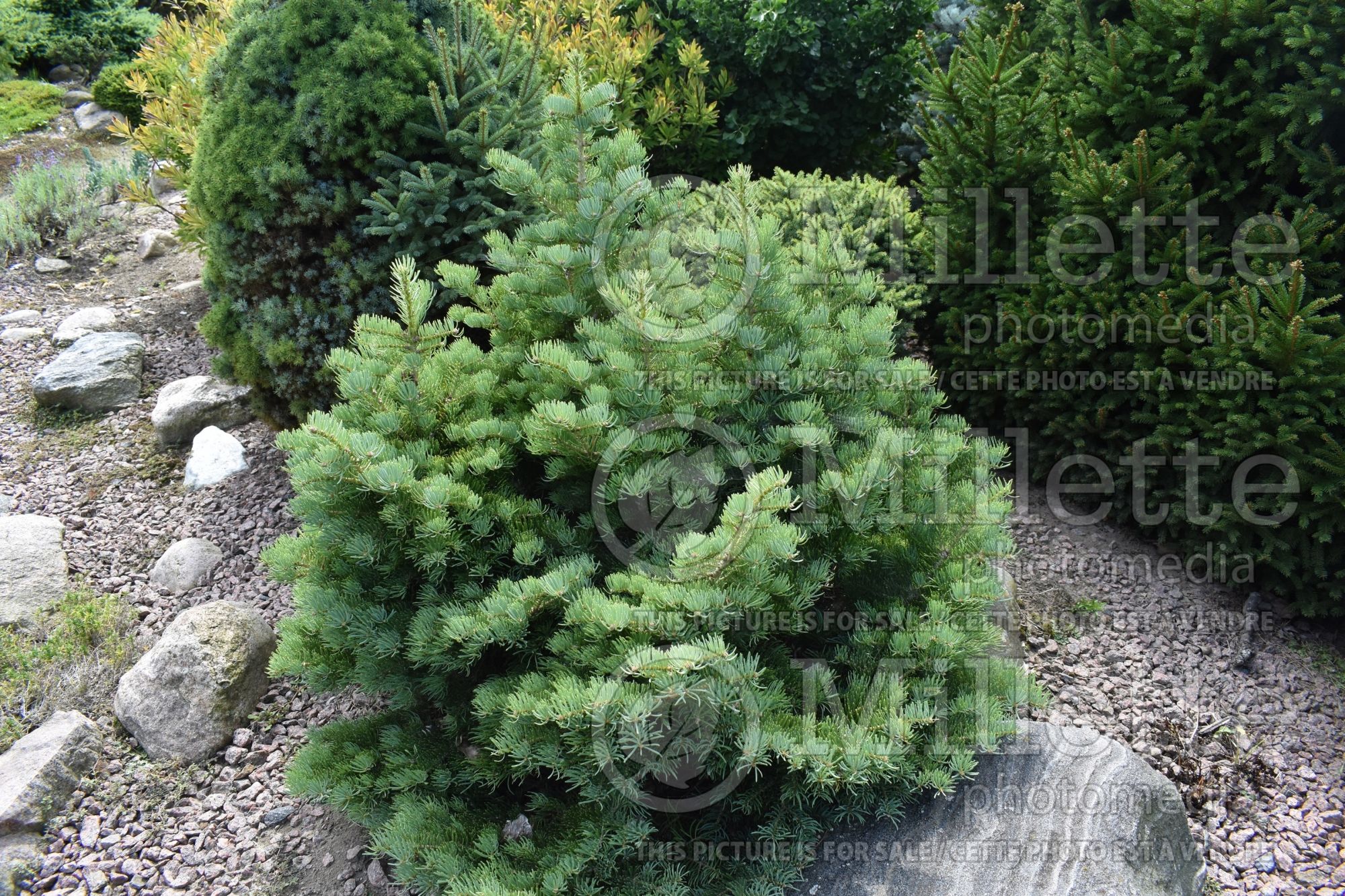 Abies Eagle Point (White Fir conifer) 1