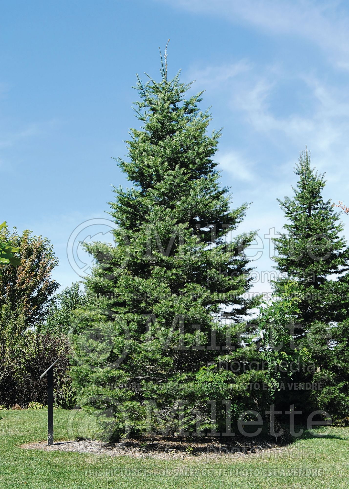 Abies concolor (White Fir conifer) 6