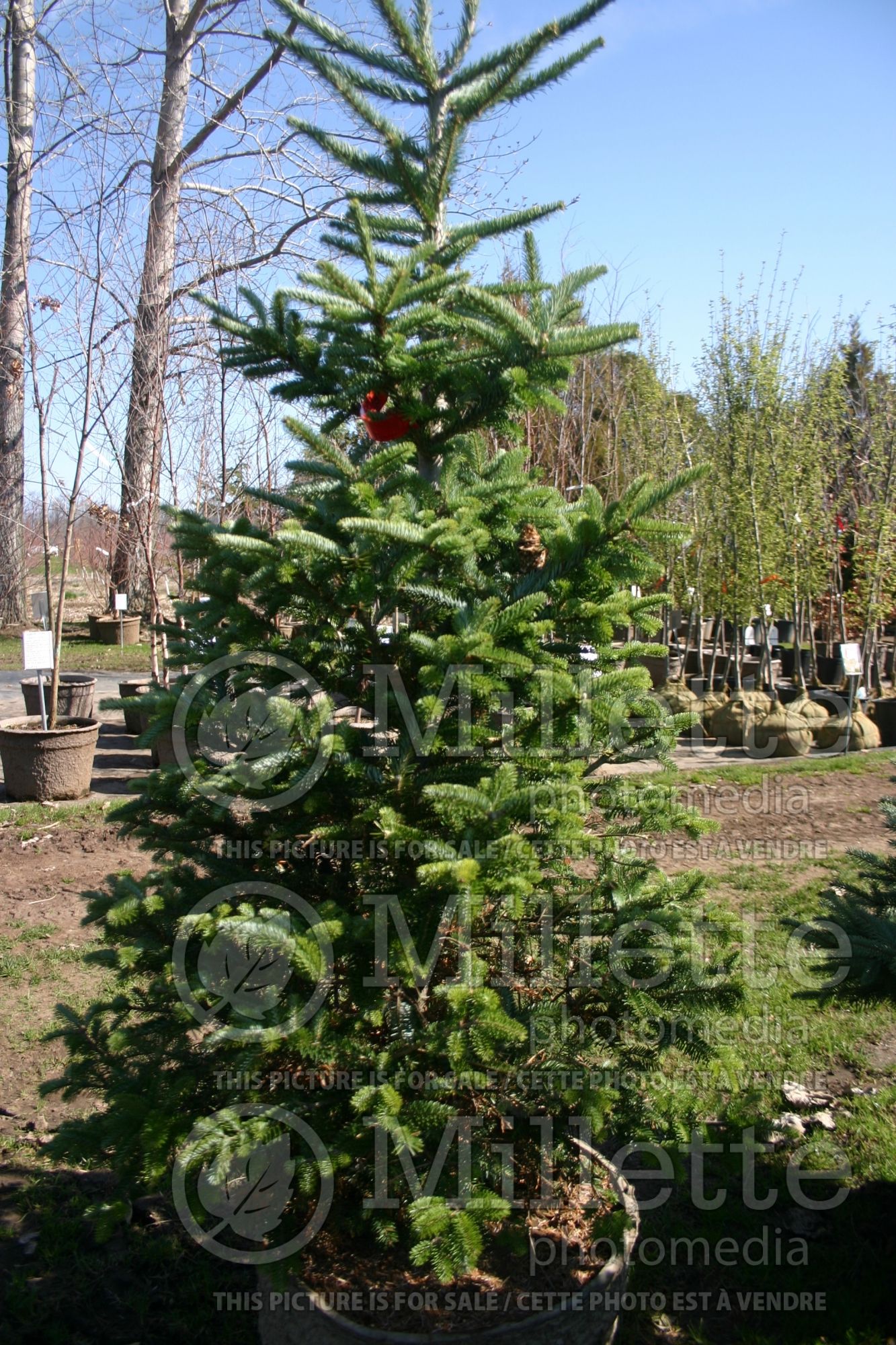 Abies fraseri (Fraser fir conifer) 1
