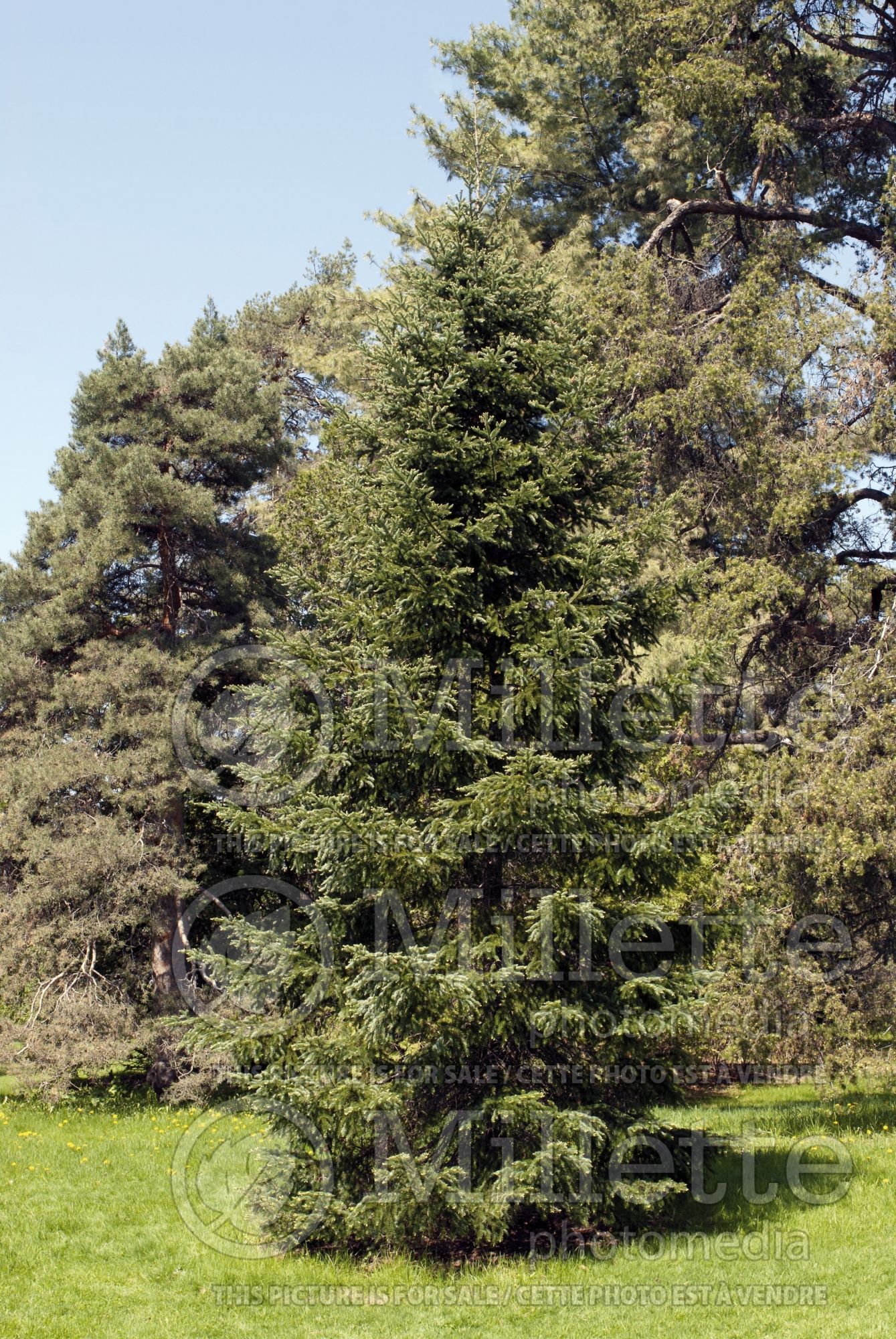 Abies fraseri (Fraser fir conifer) 2