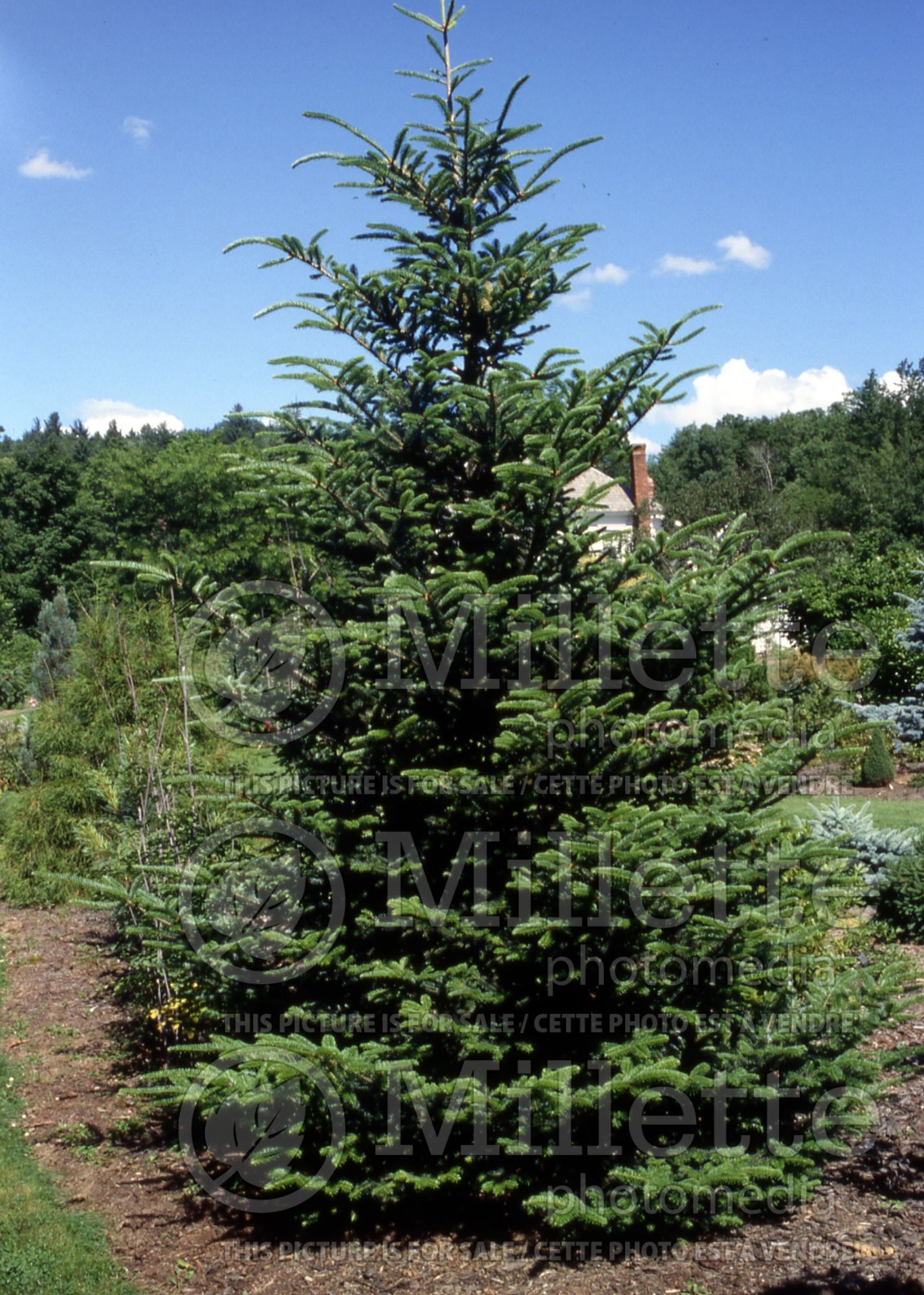 Abies fraseri (Fraser fir conifer) 3
