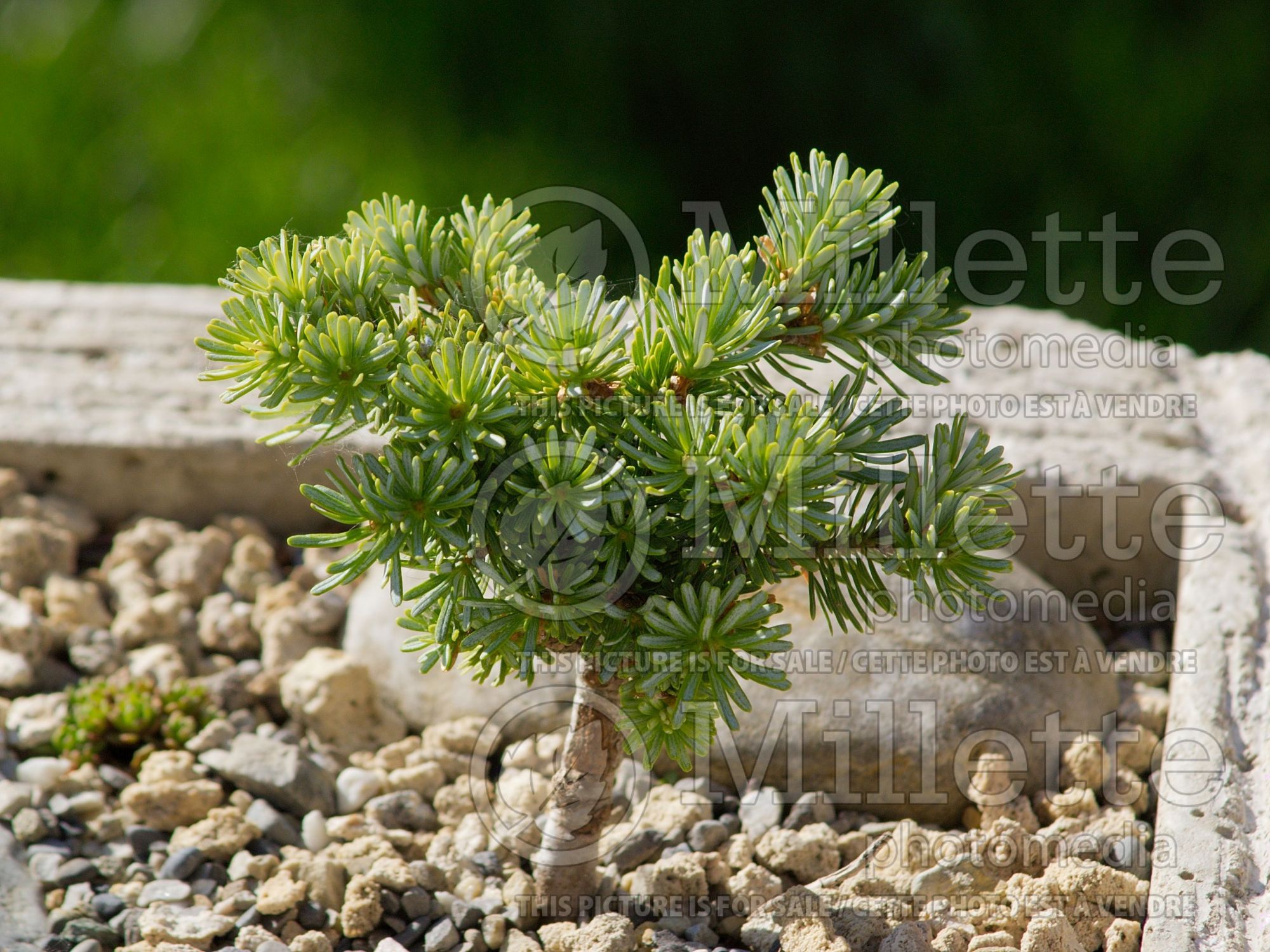 Abies Blauer Eskimo (Korean fir conifer - sapin) 1