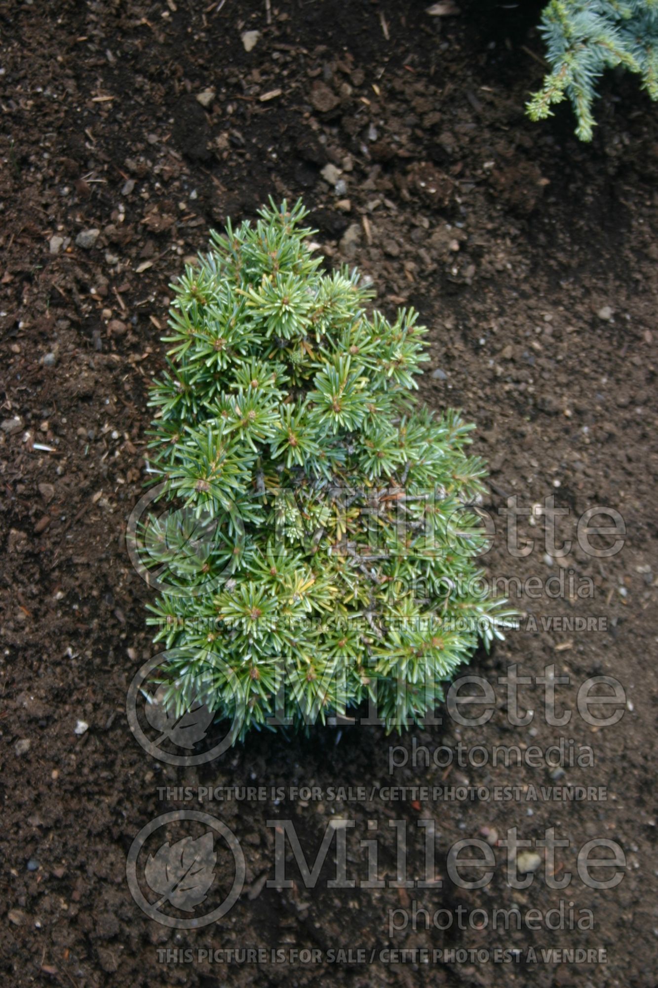 Abies Blauer Eskimo (Korean fir conifer - sapin) 3