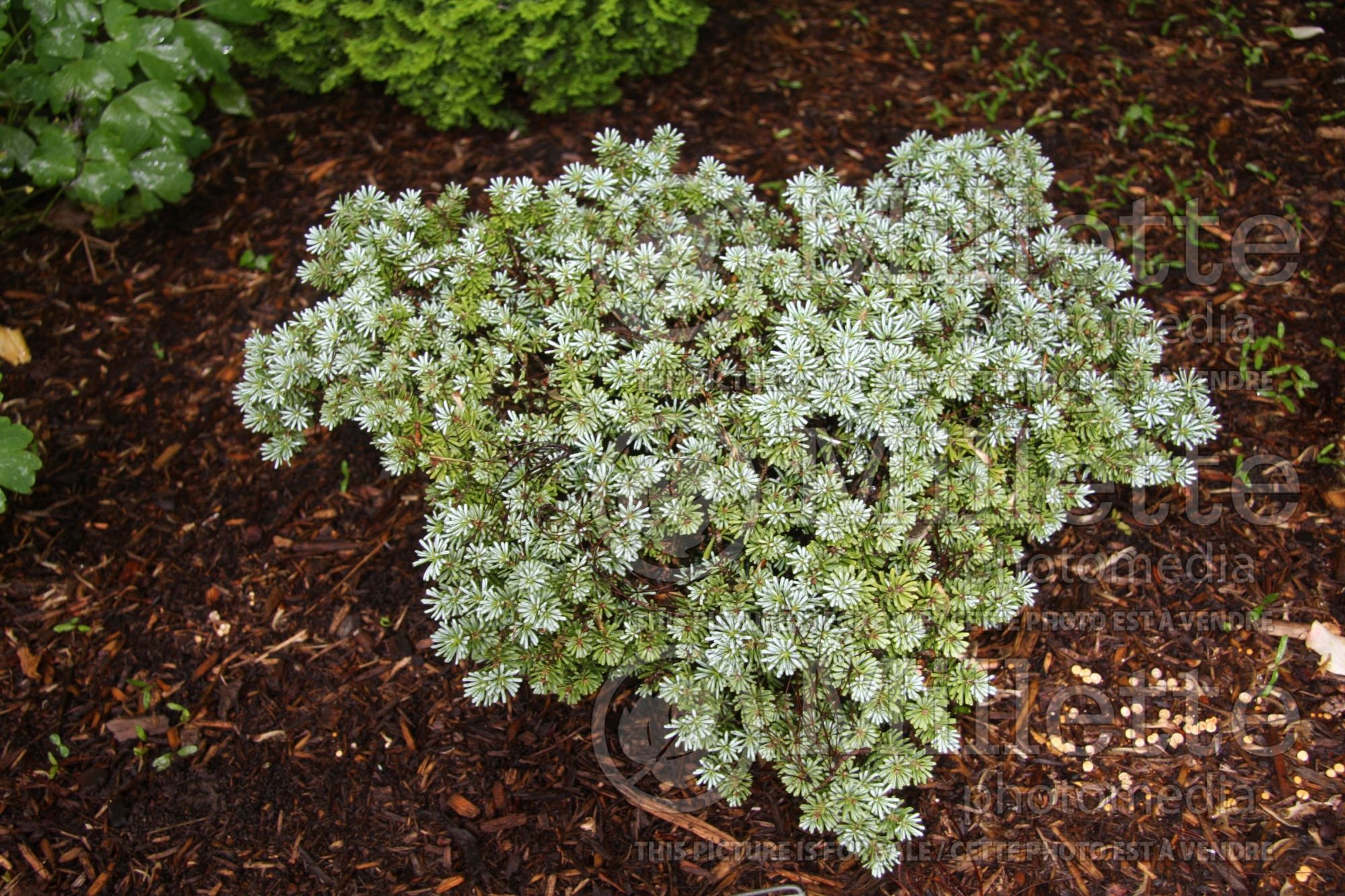 Abies Blauer Eskimo (Korean fir conifer - sapin) 2