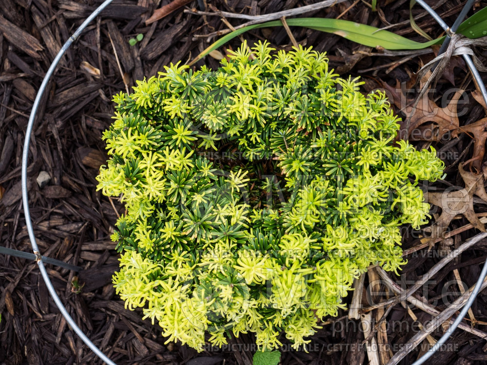 Abies Cis (Korean fir conifer - sapin) 4