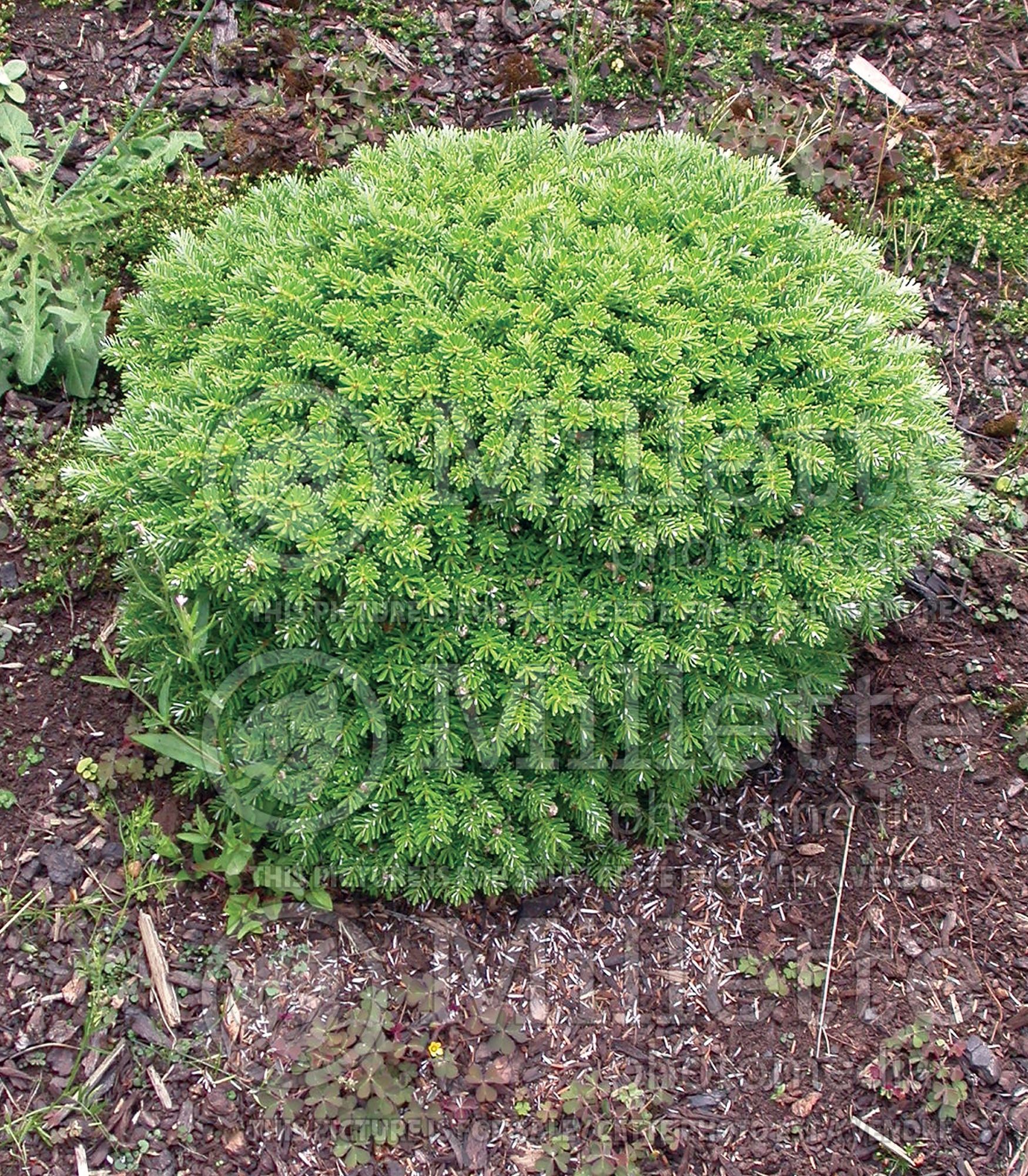 Abies Kohout's Hexe (Korean fir conifer - Sapin) 2